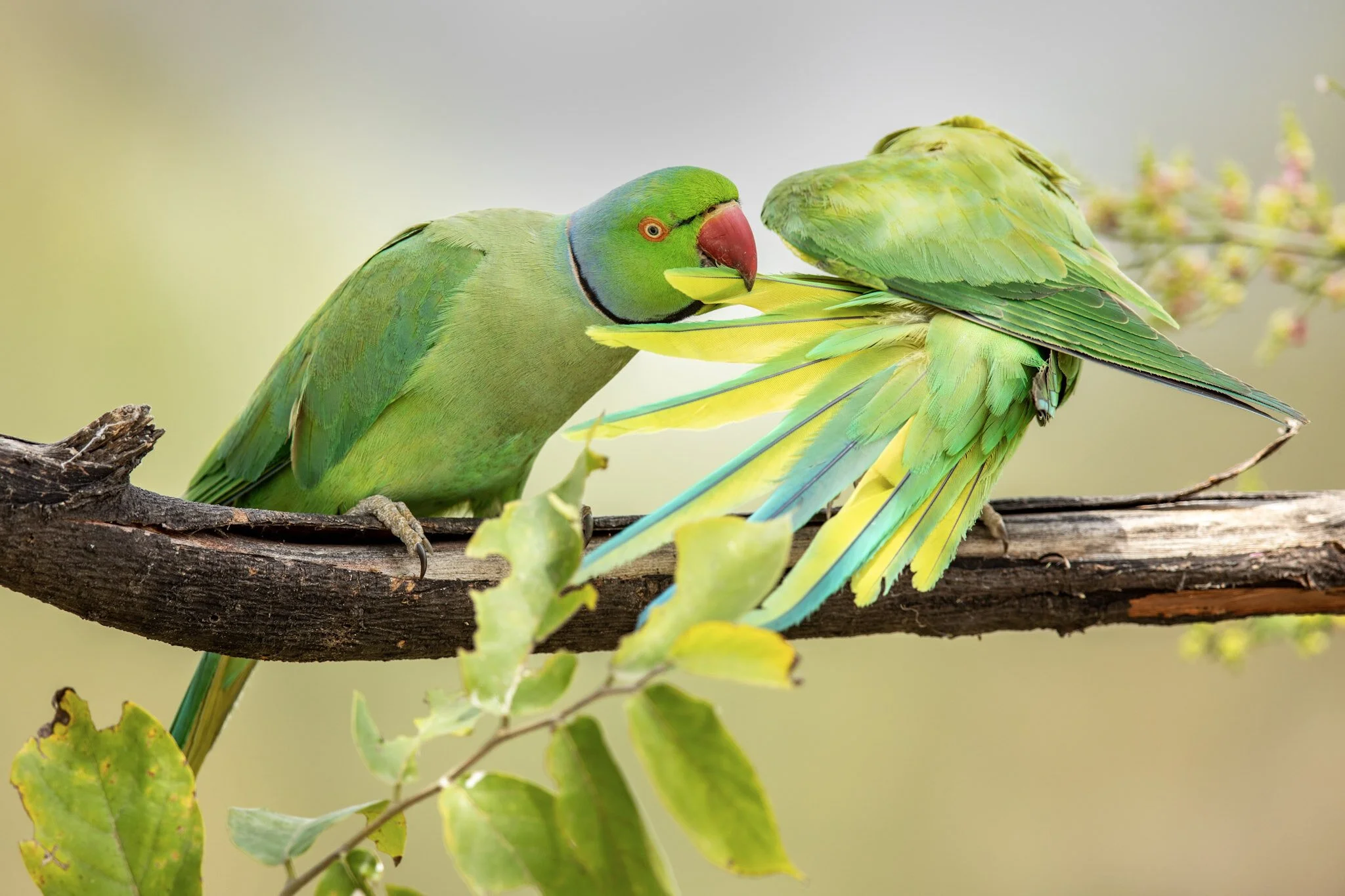 Rose-ringed parakeets