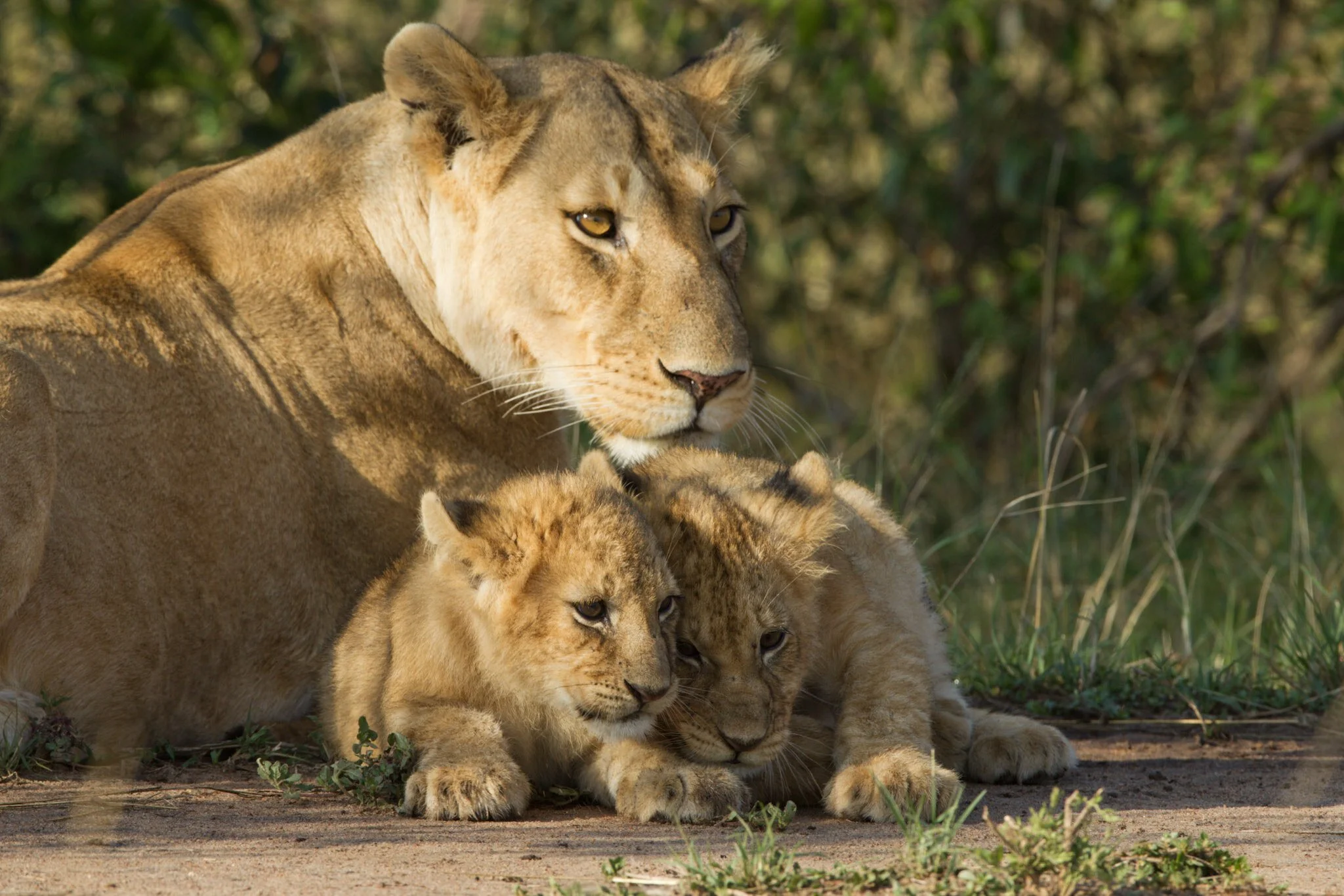 Lioness and cubs, Masai Mara