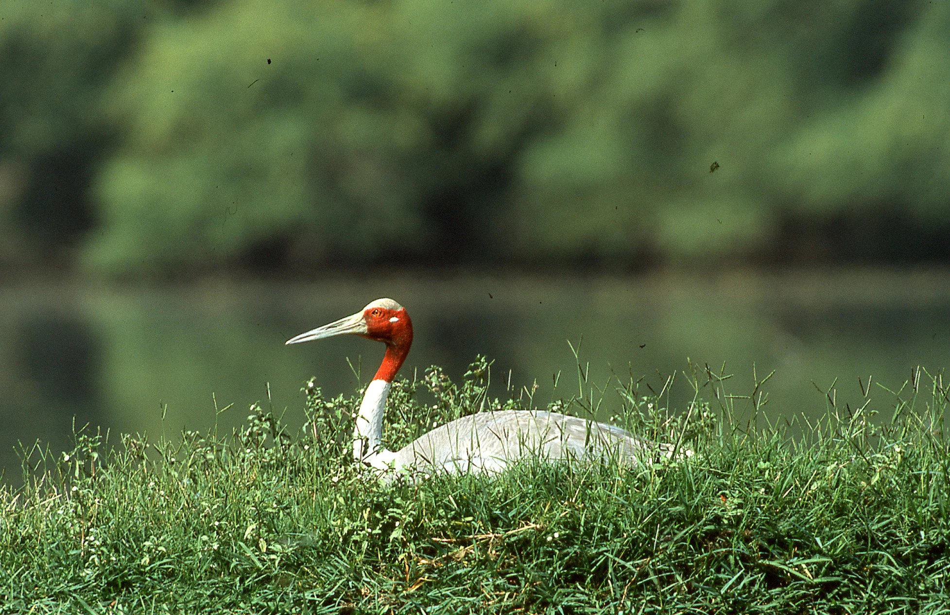 On the nest