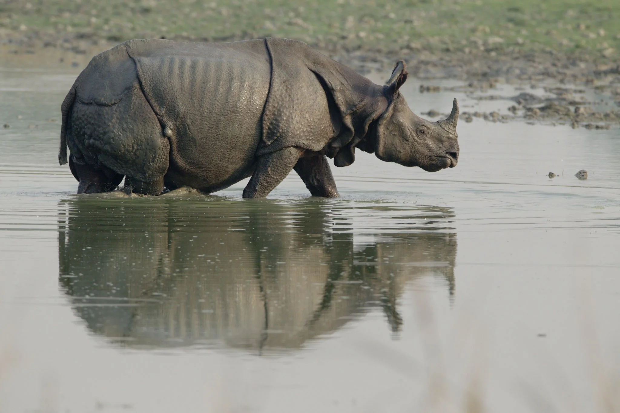 One-horned rhino, reflection