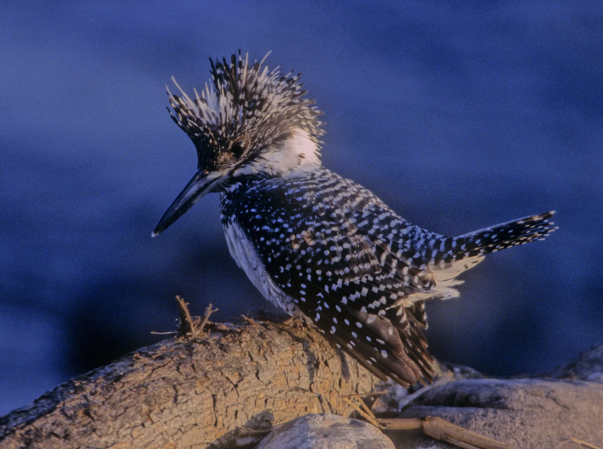 Crested kingfisher (film)