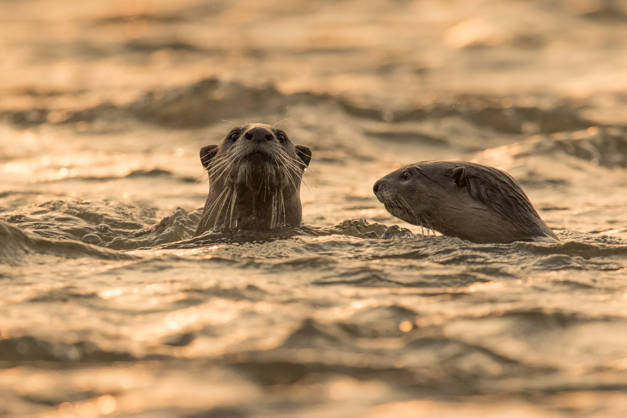 Smooth-coated otters, Corbett