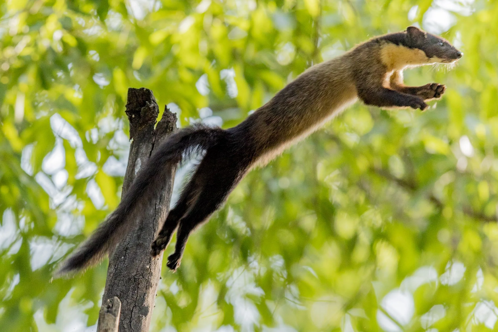 Yellow-throated marten leaping, 2017