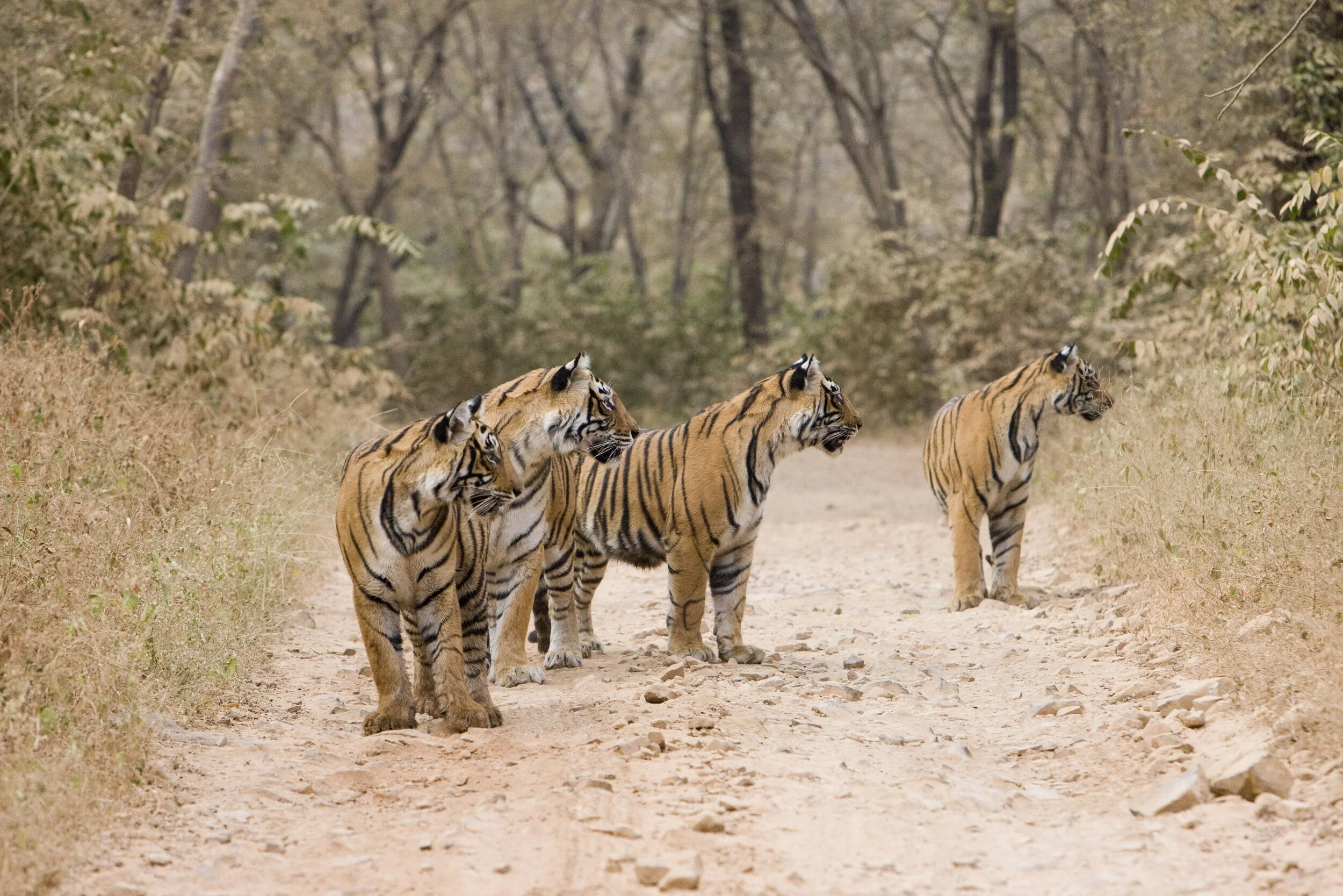 The family on the forest track, all four looking the same way · 2007