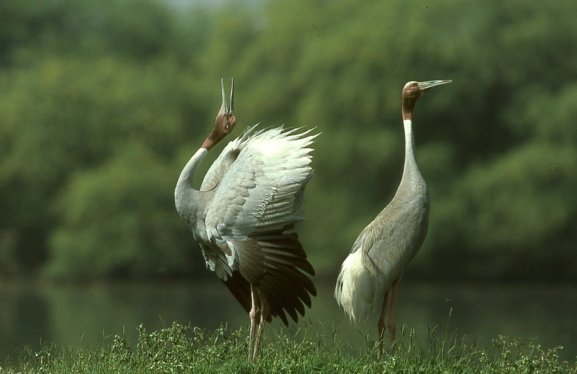 Courtship display