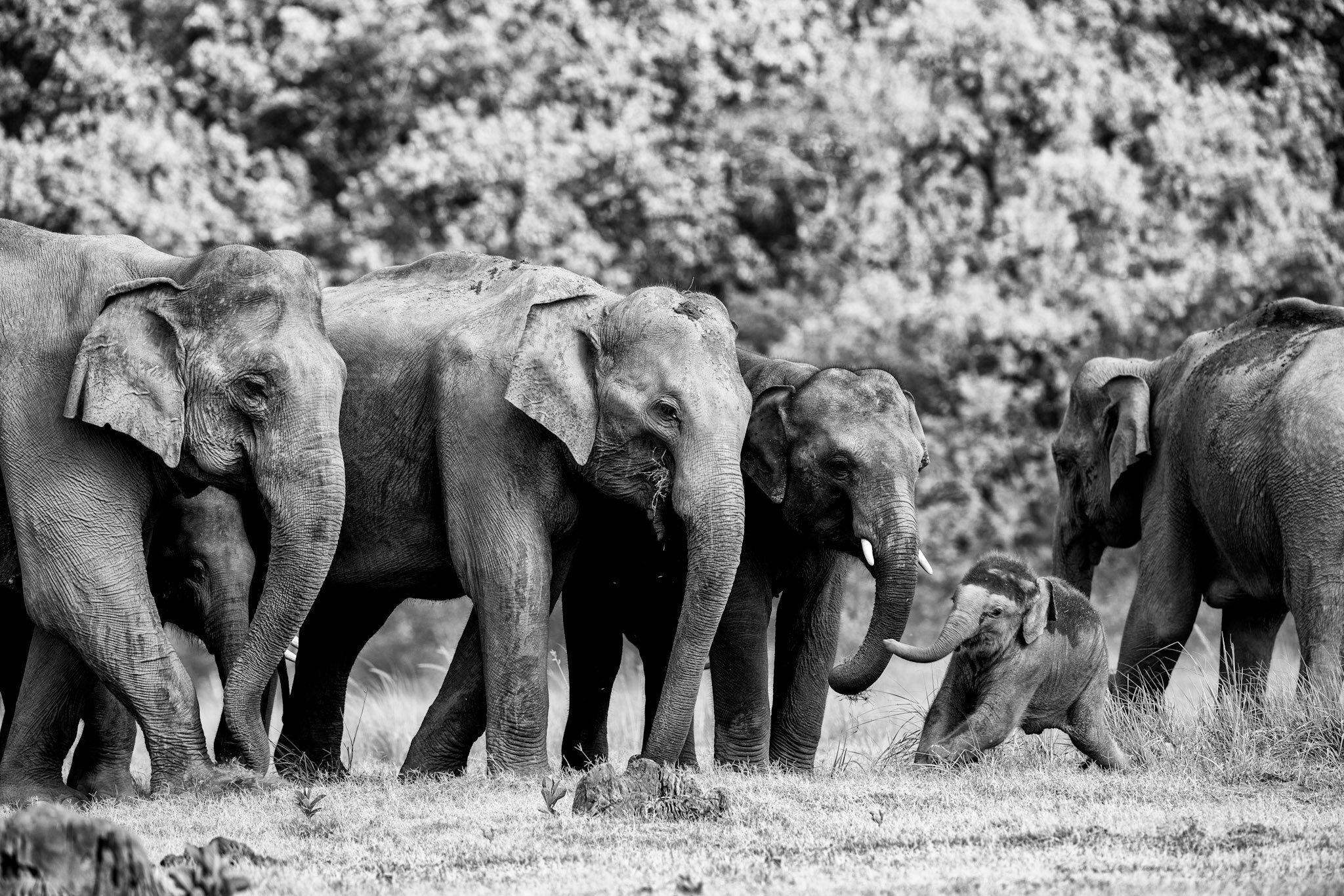 Elephant herd, black and white