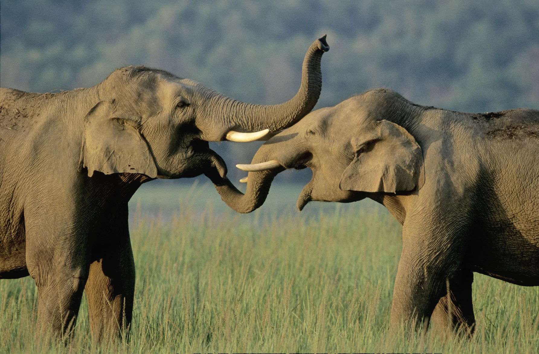 Sparring tuskers