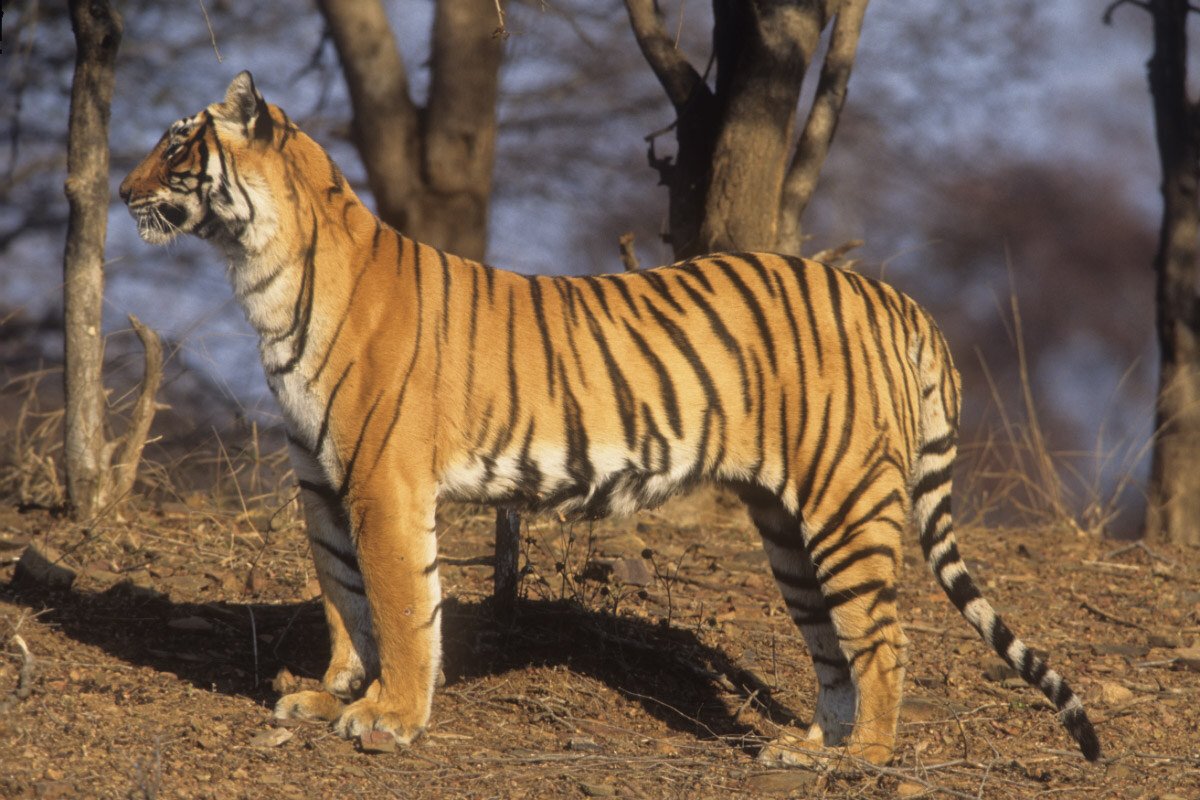 Tiger leaping, 2007