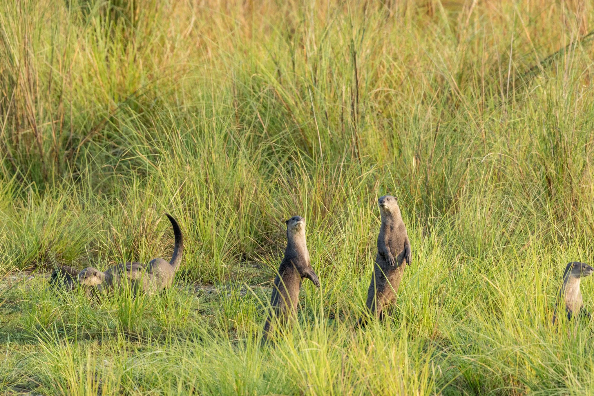 Sentries in the grass