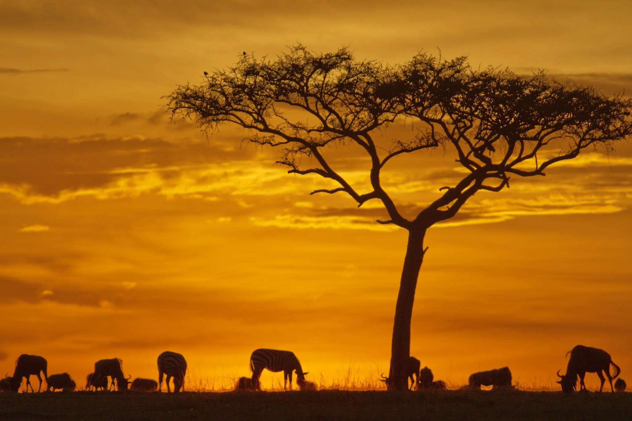 Acacia at sunset, Masai Mara