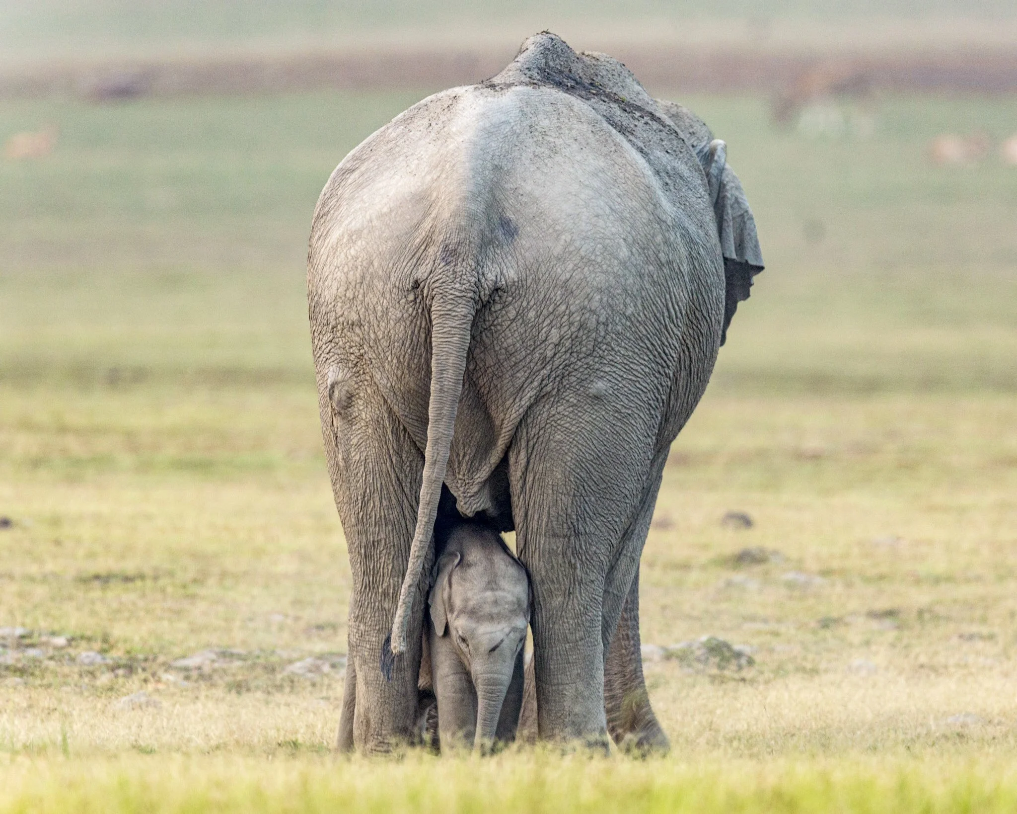 Calf under its mother