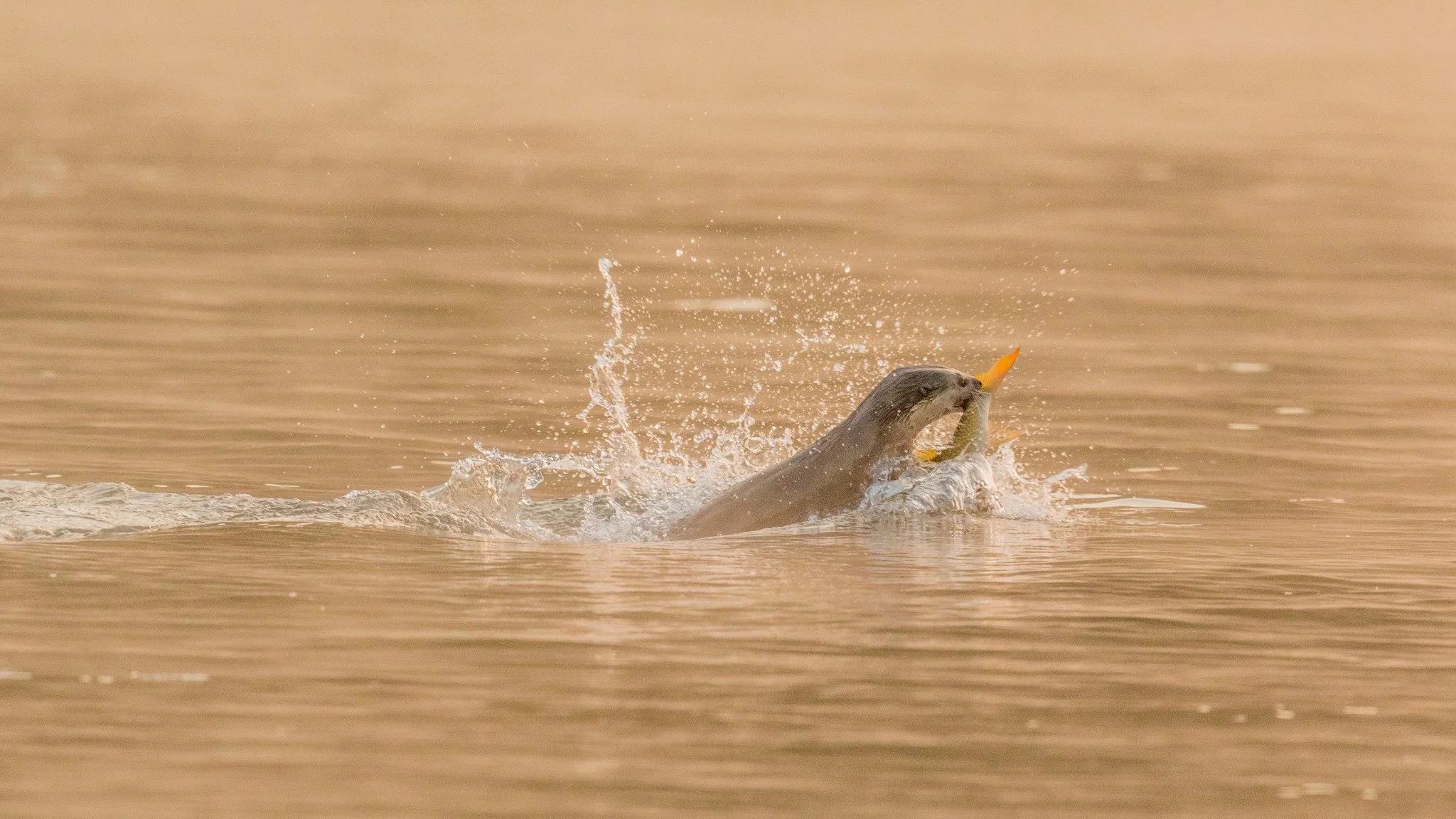Surfacing with a fish