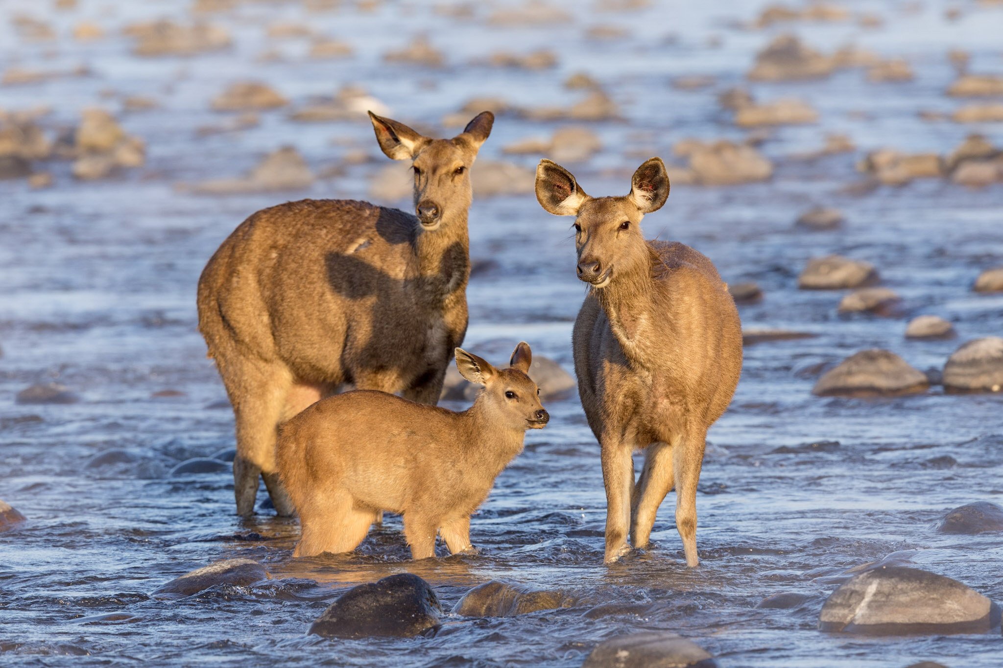 Sambar family, Ramganga