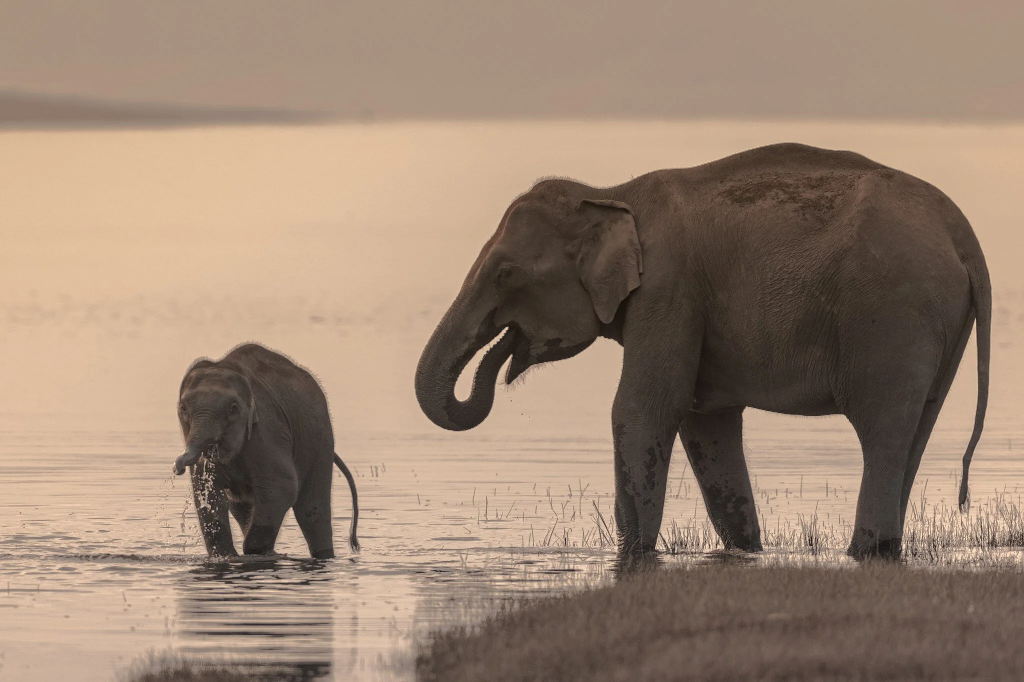 Tusker at the water, dusk
