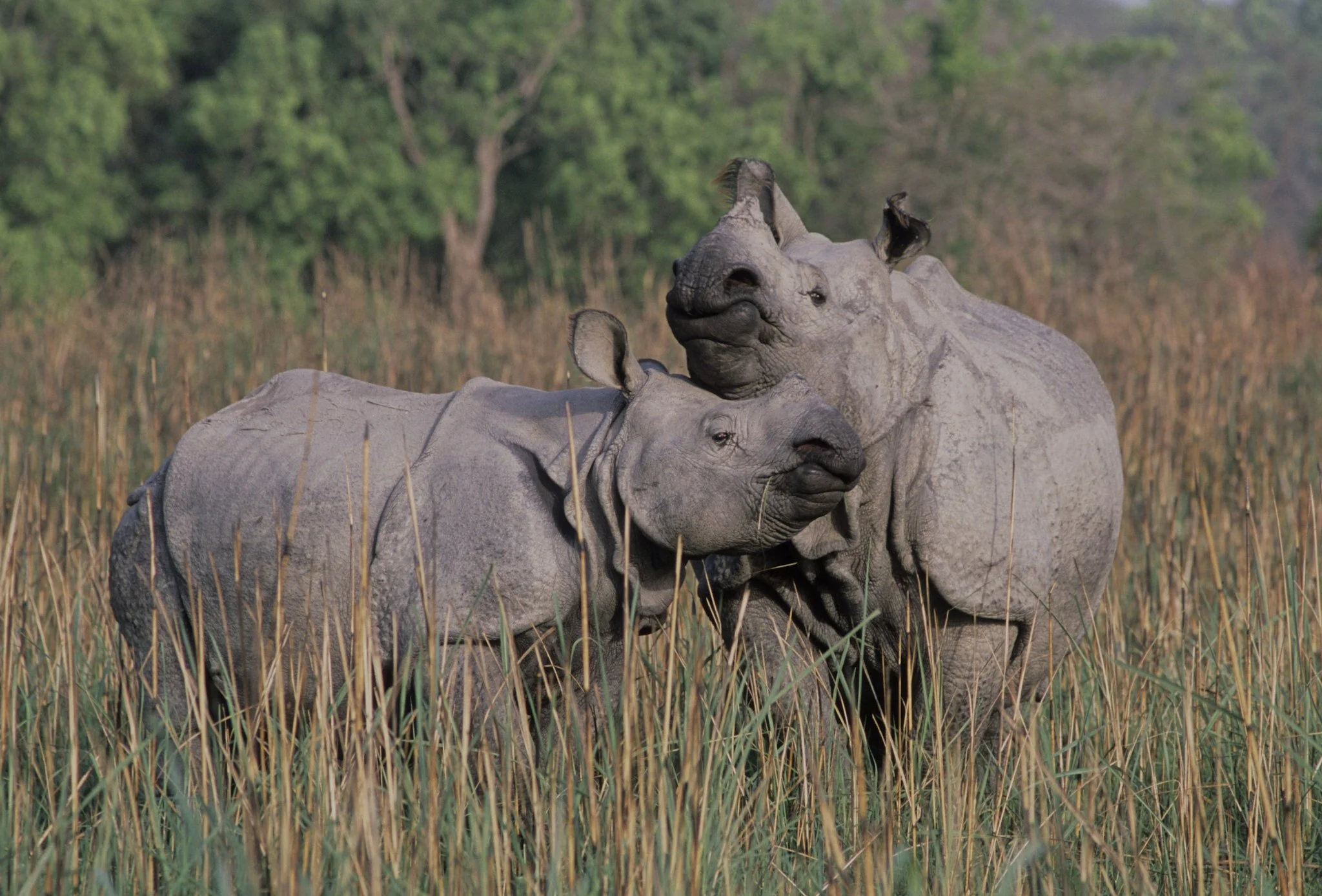 Rhinos, Dudhwa (film)