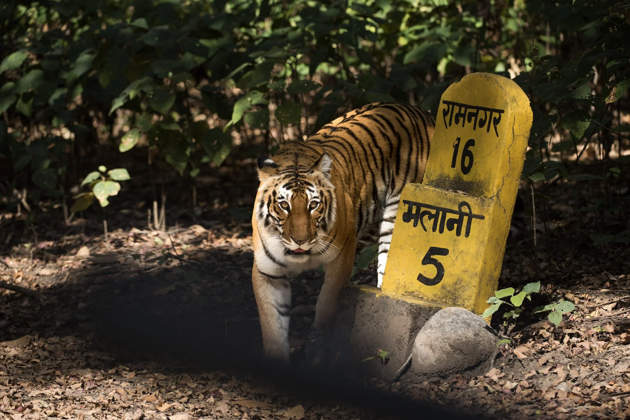 Tiger at the milestone, Corbett, 2015