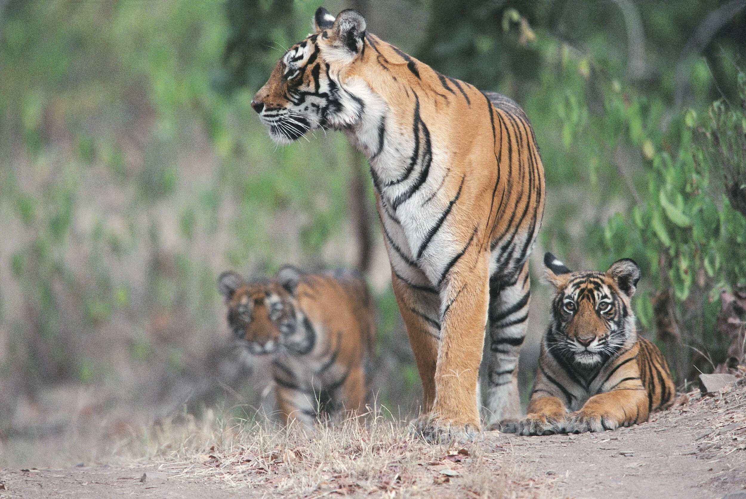 Machli with her second litter at the edge of the forest · 2003