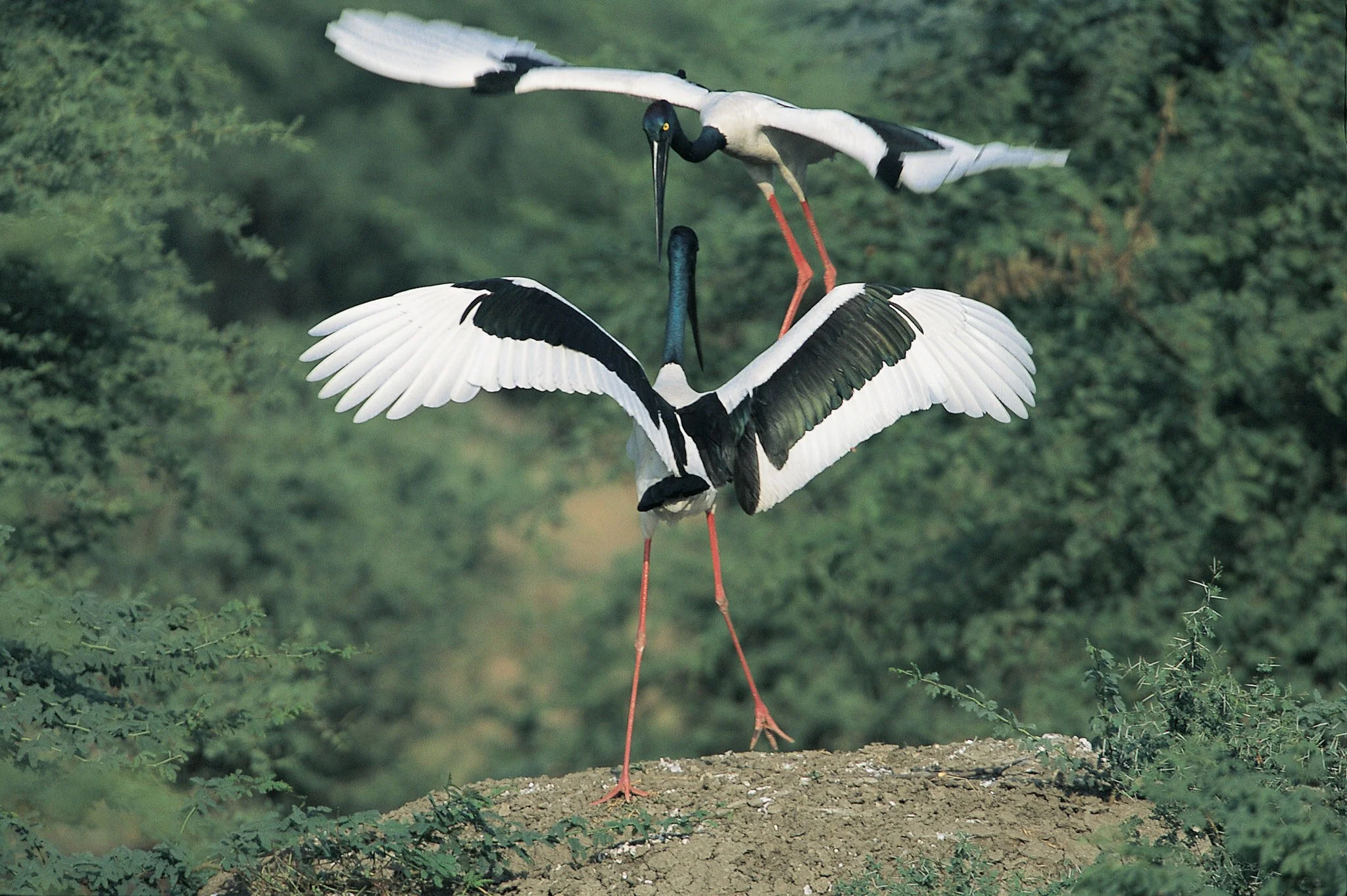 Black-necked stork, wings spread (film)