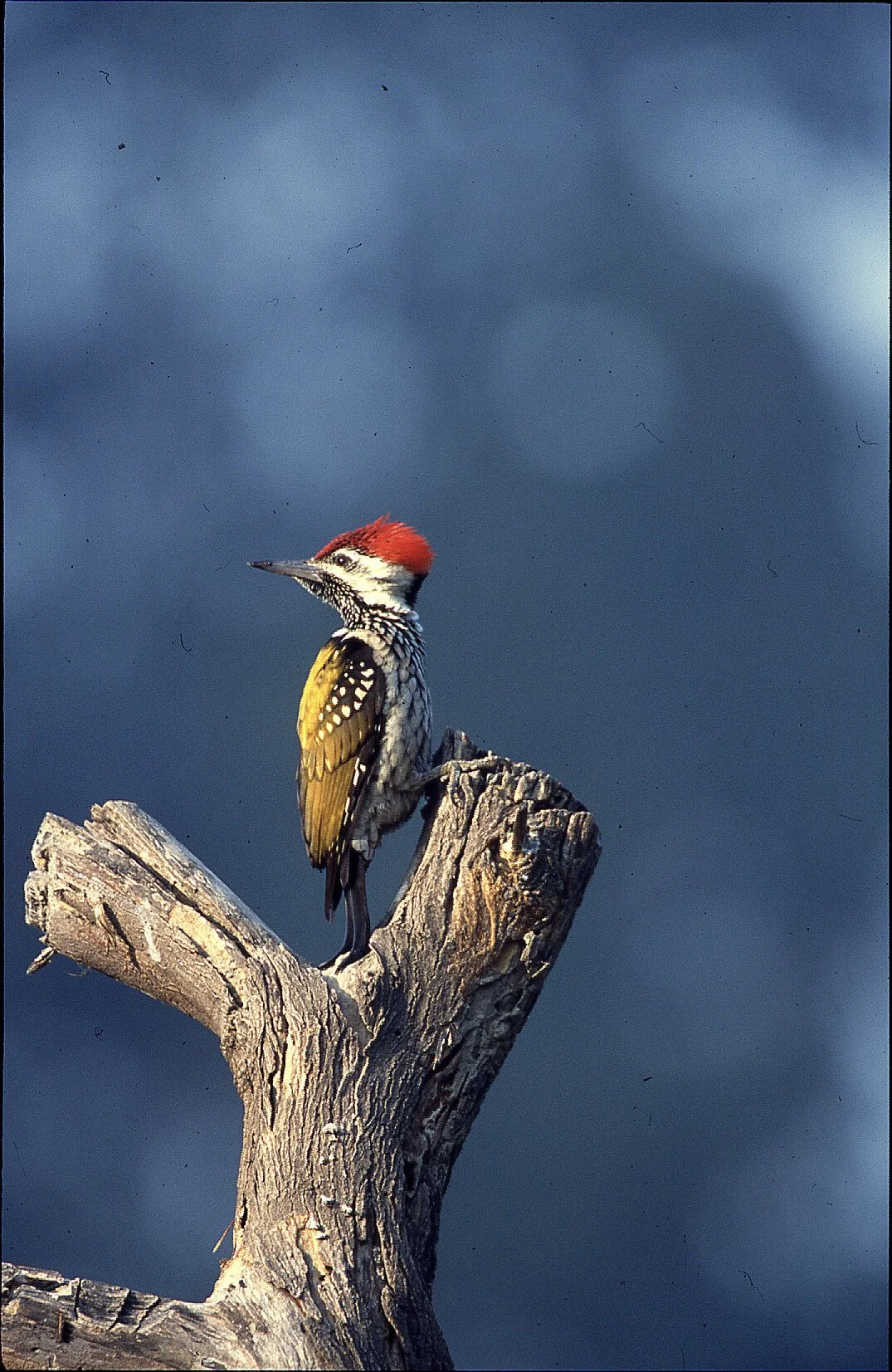 Flameback woodpecker (film)