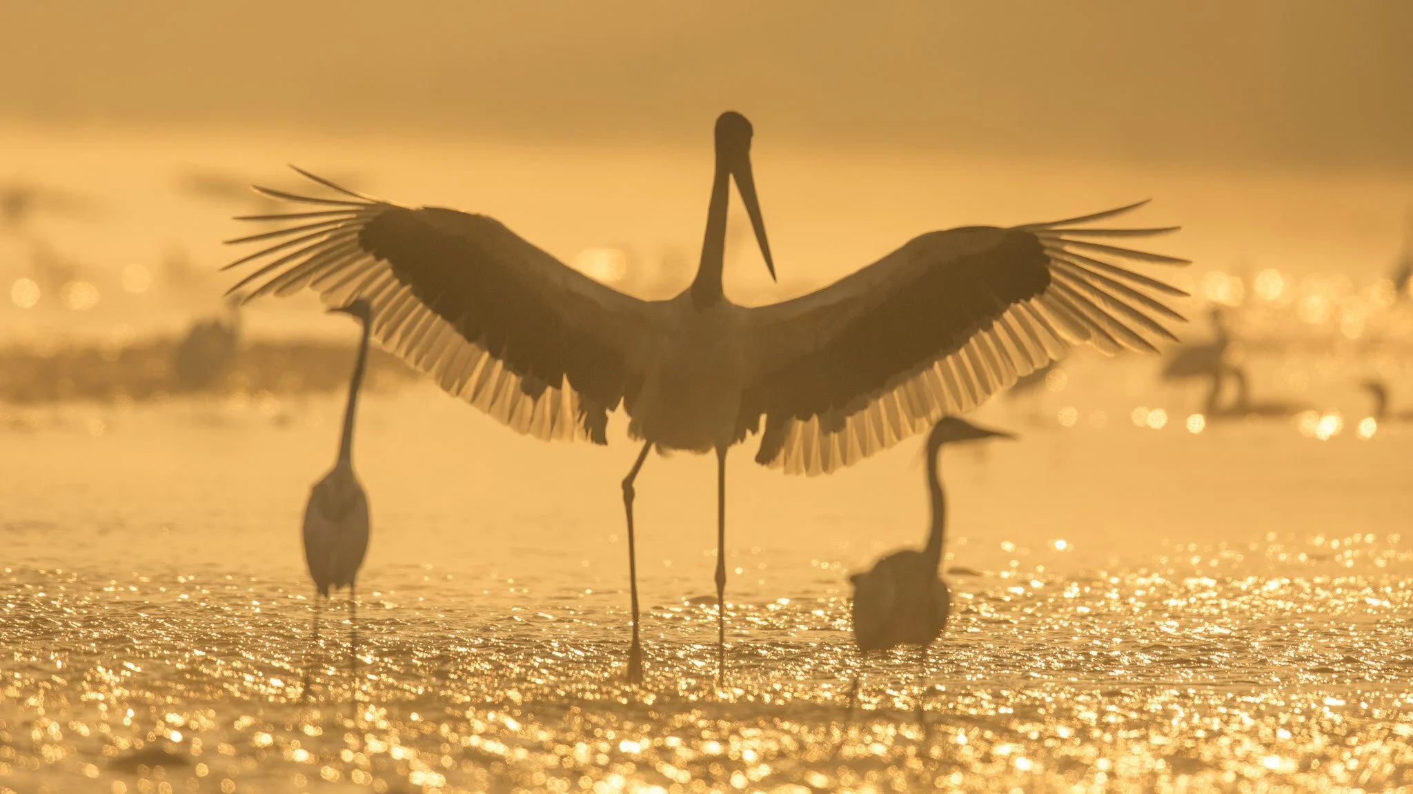 Sarus cranes in the mist