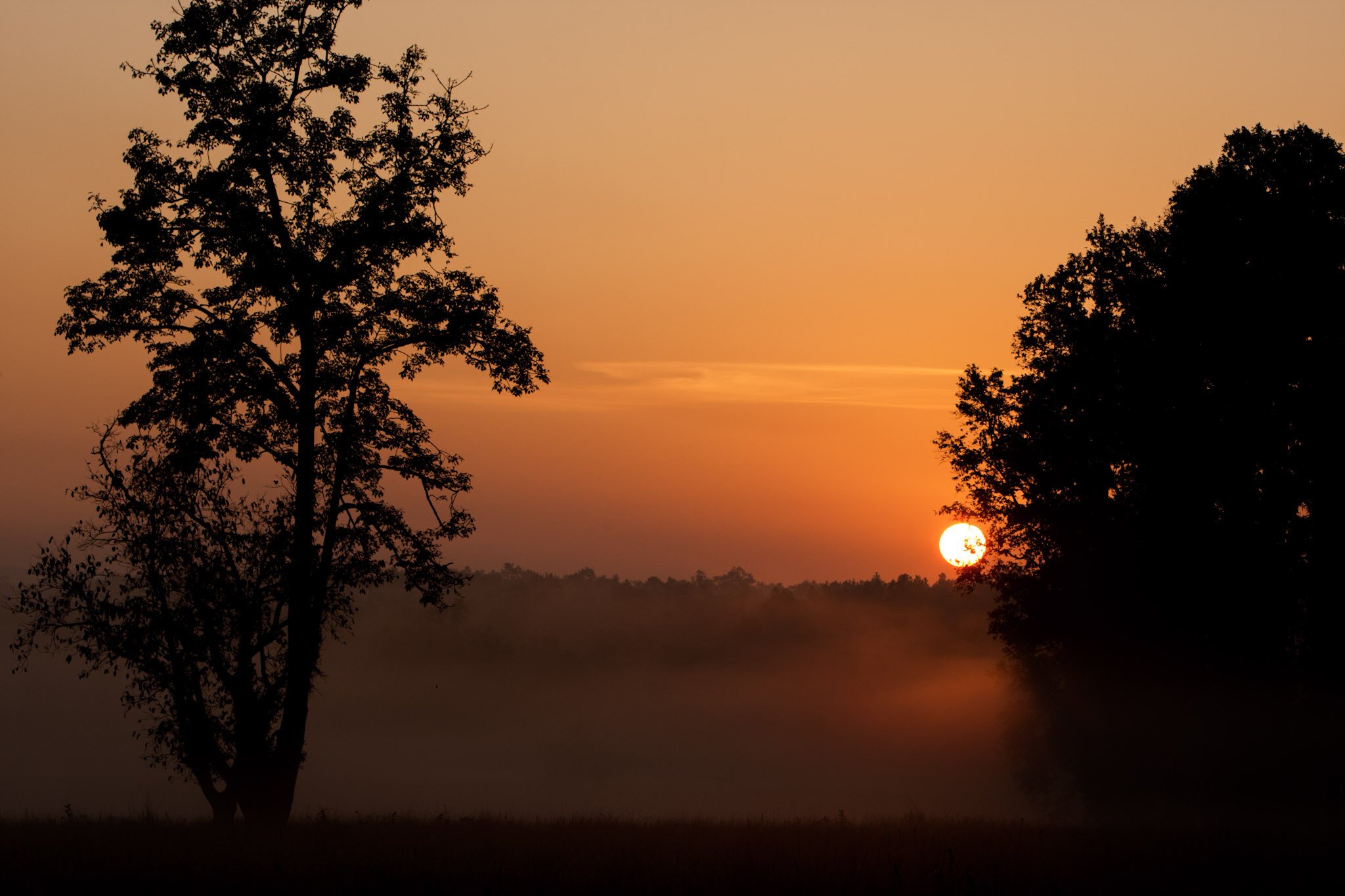 Tree at sunrise
