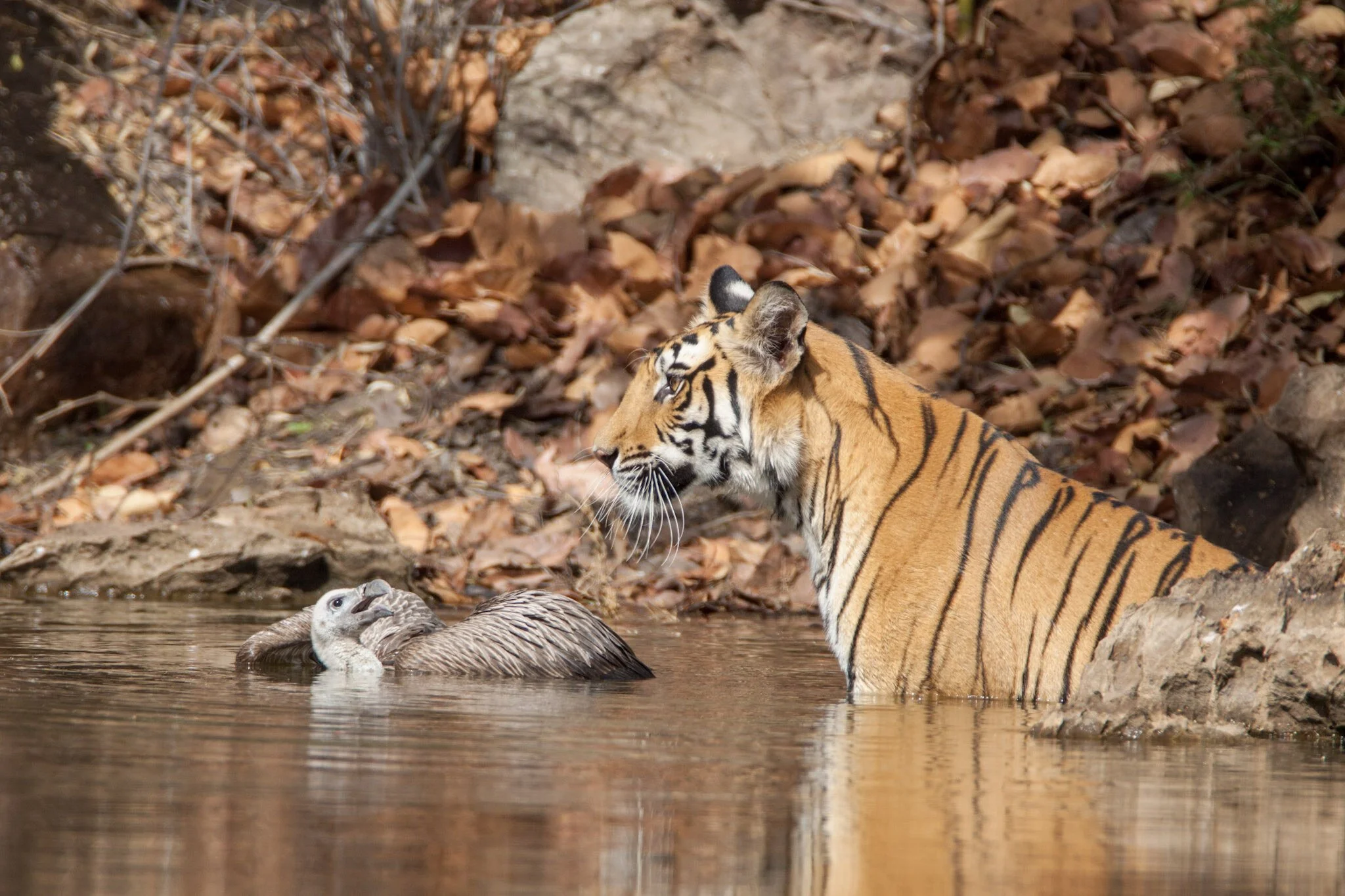Young tigers at the waterhole, Bandhavgarh, 2009