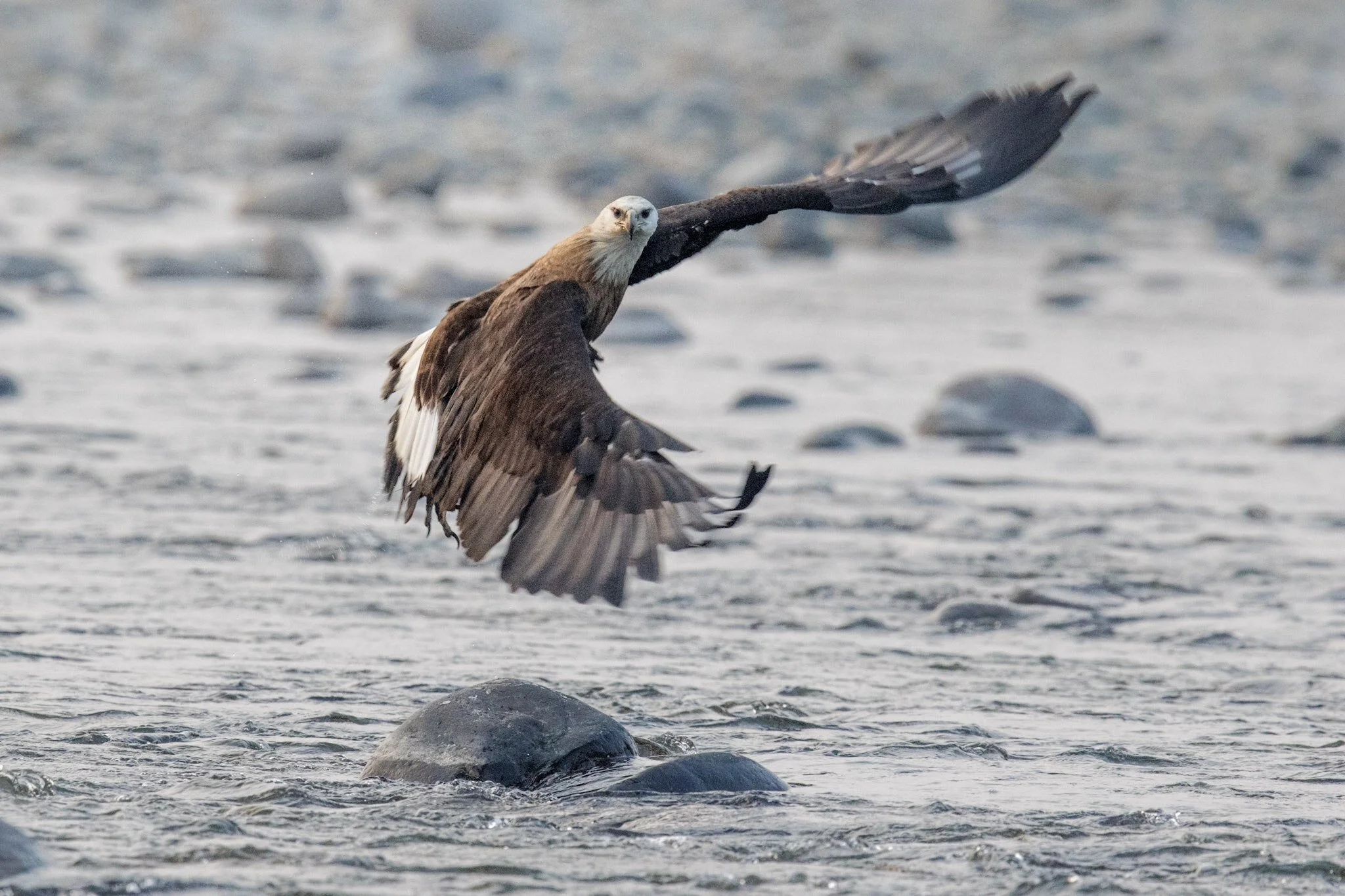 Pallas's fish eagle over the Ramganga, Corbett, 2015