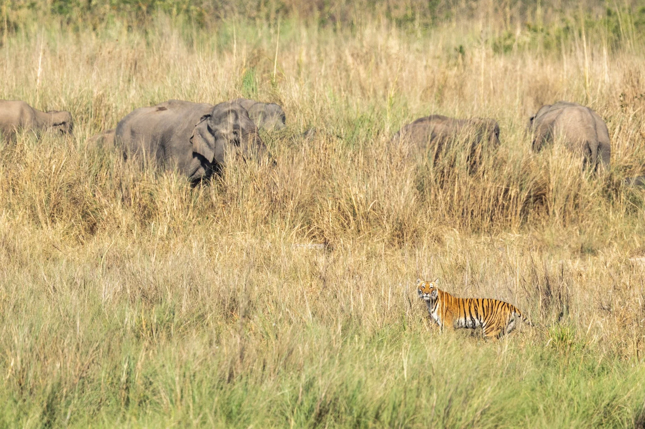 Tiger and elephants, Corbett, 2018
