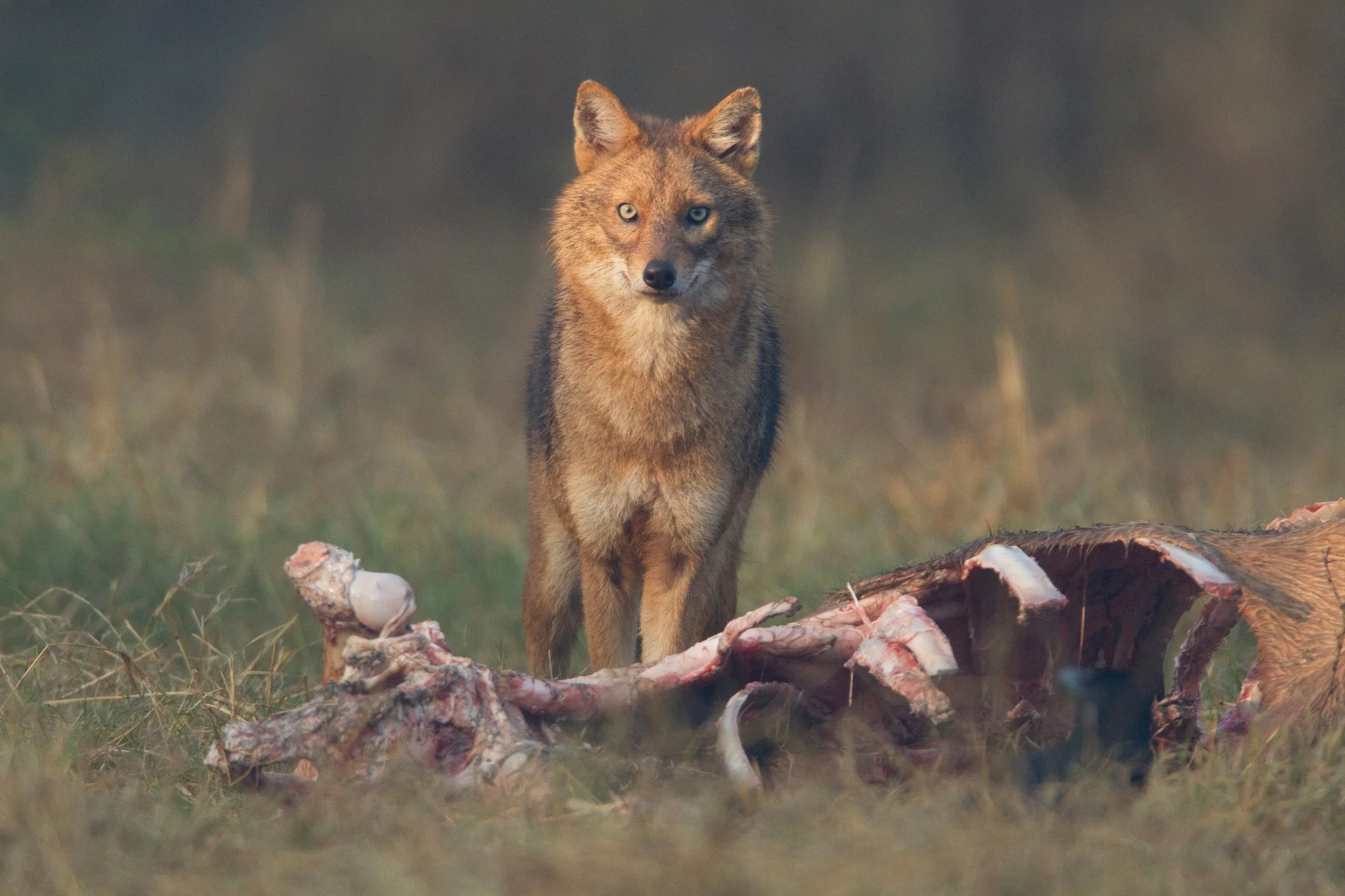 One golden jackal at the carcass