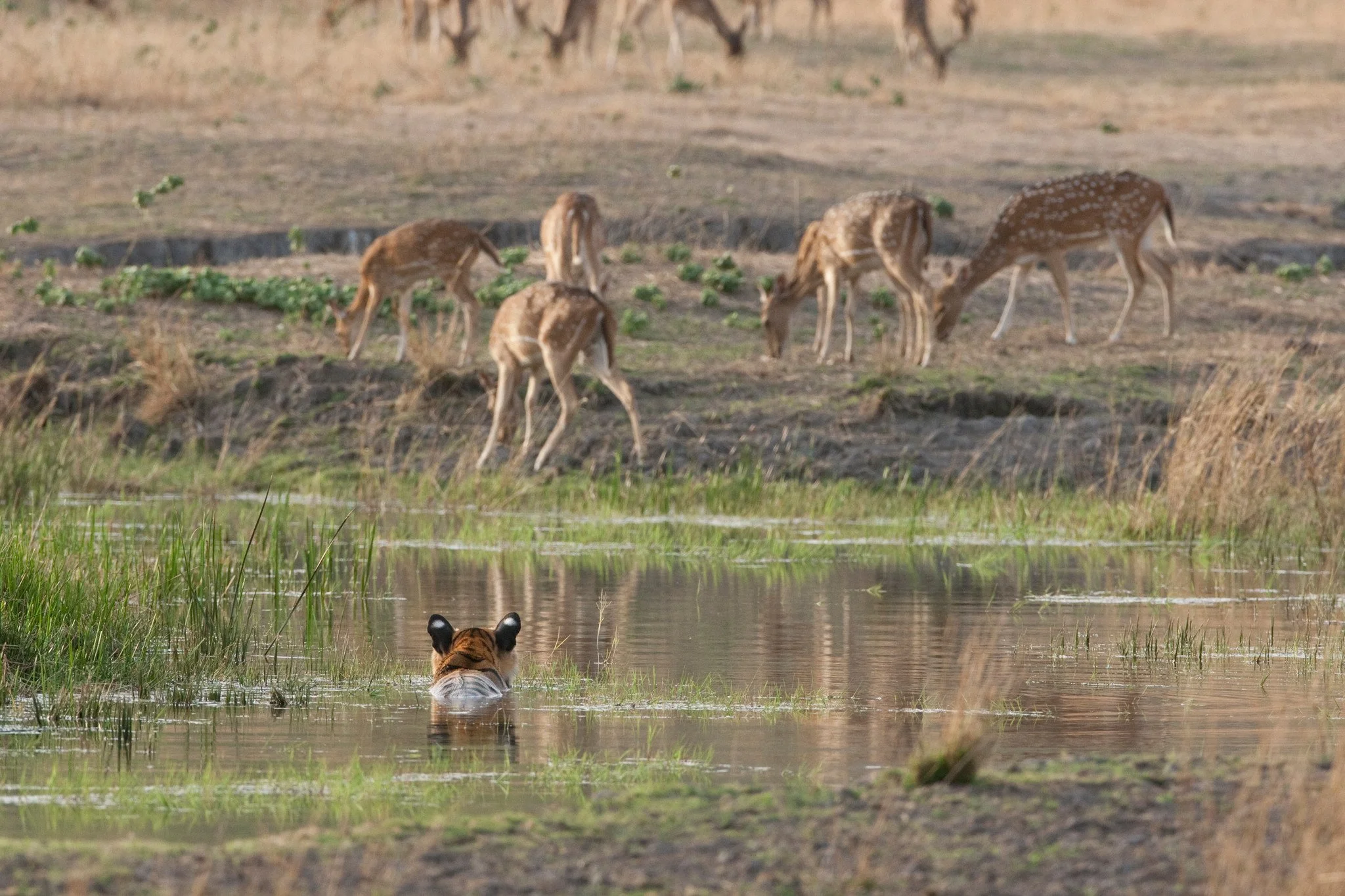 More deer move in
