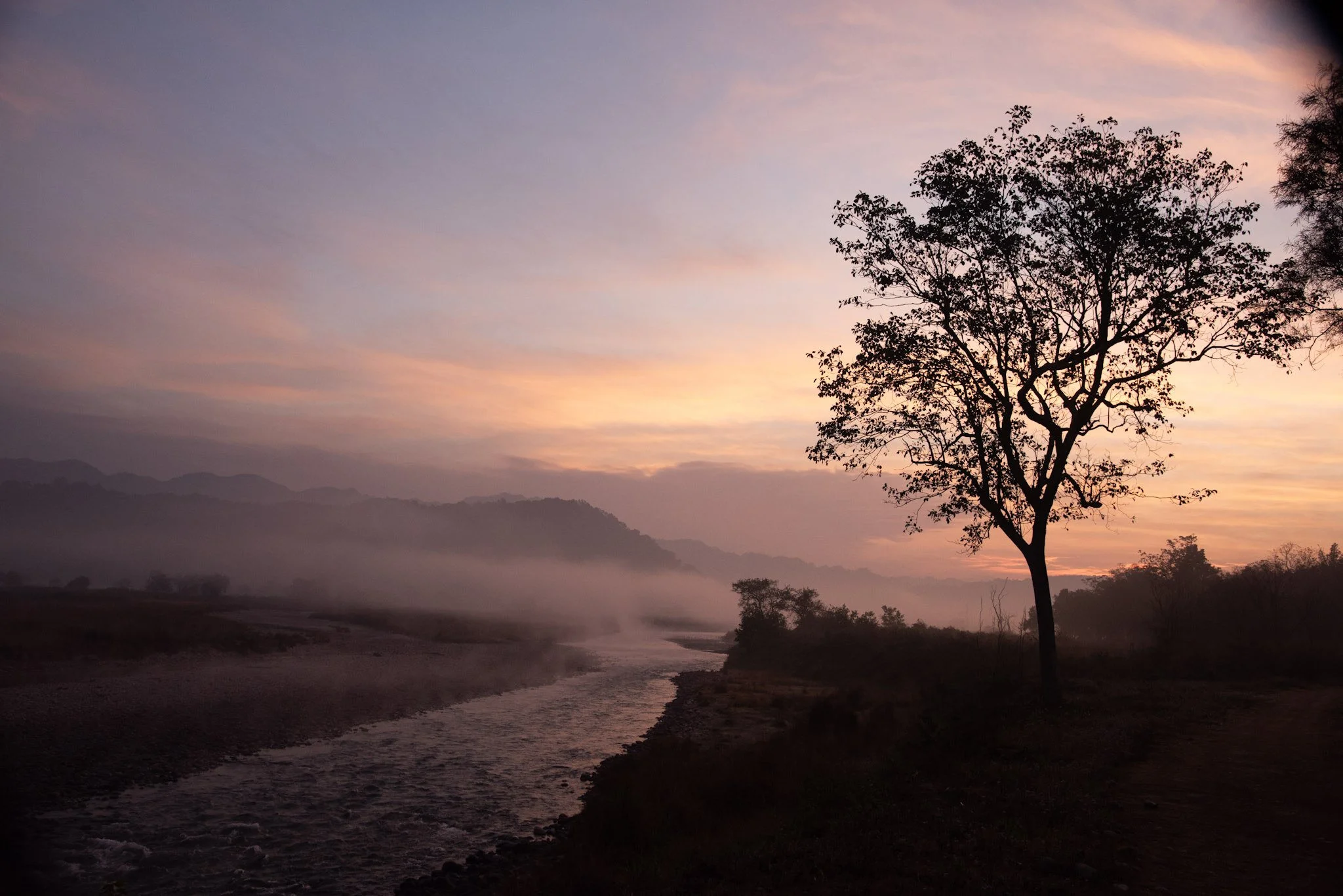 Tree on the riverbank, dusk