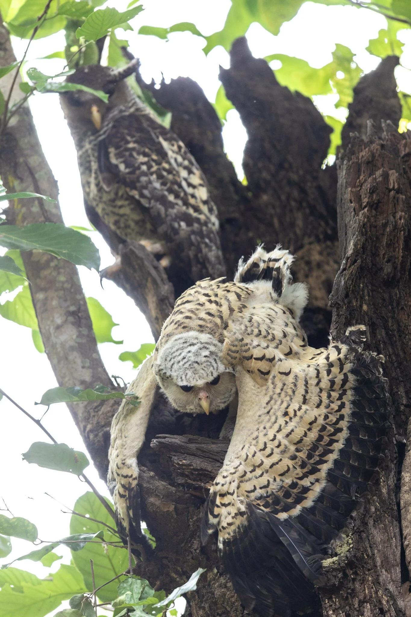 Spotted owlets