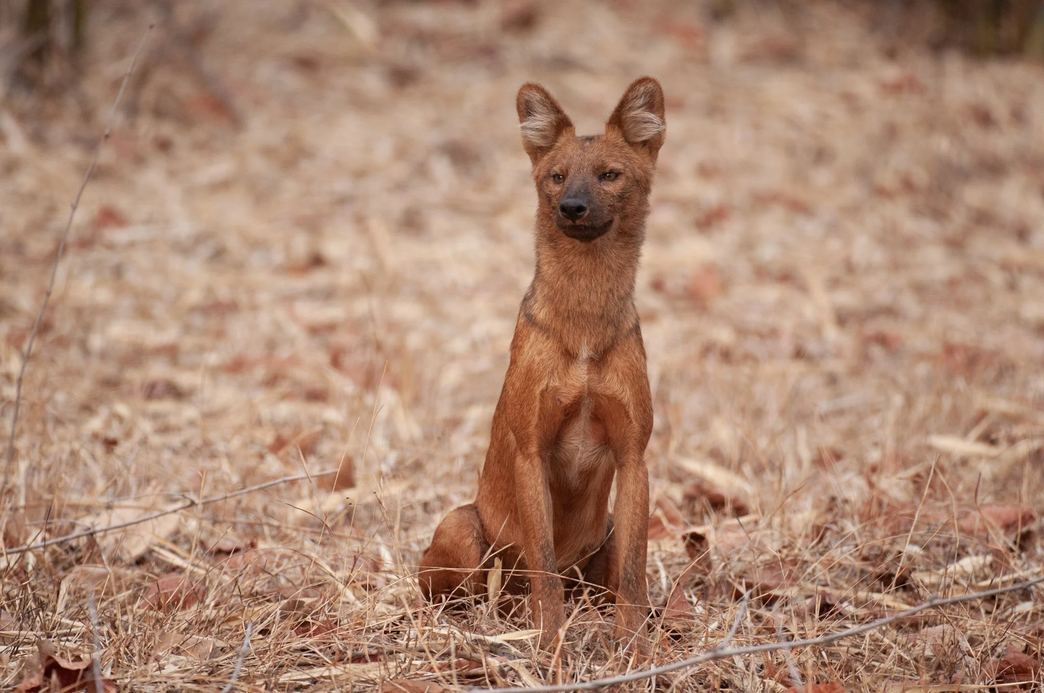 Dhole portrait