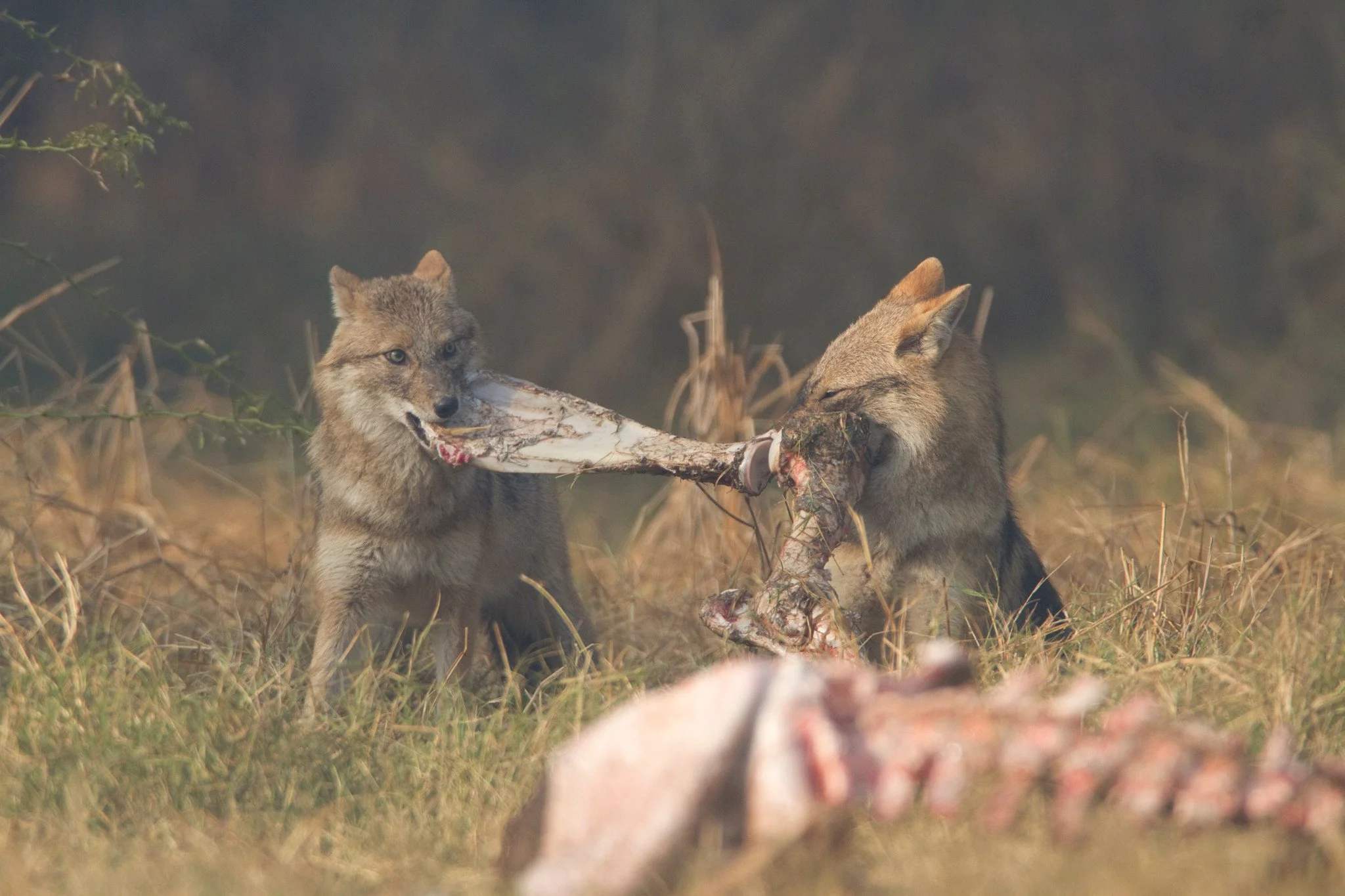 Tug-of-war over a strip of hide