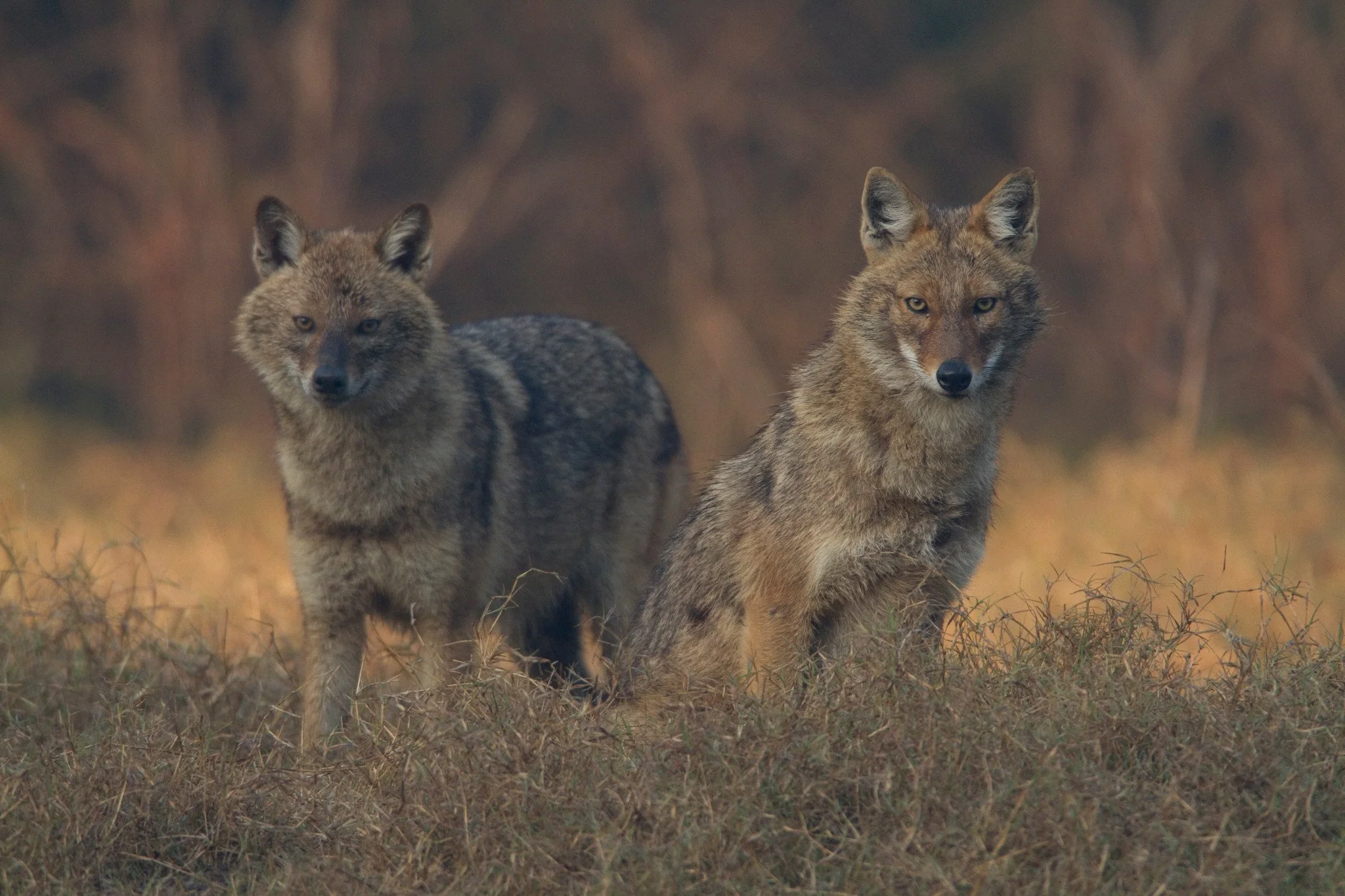 Two more watch from the edge of the clearing