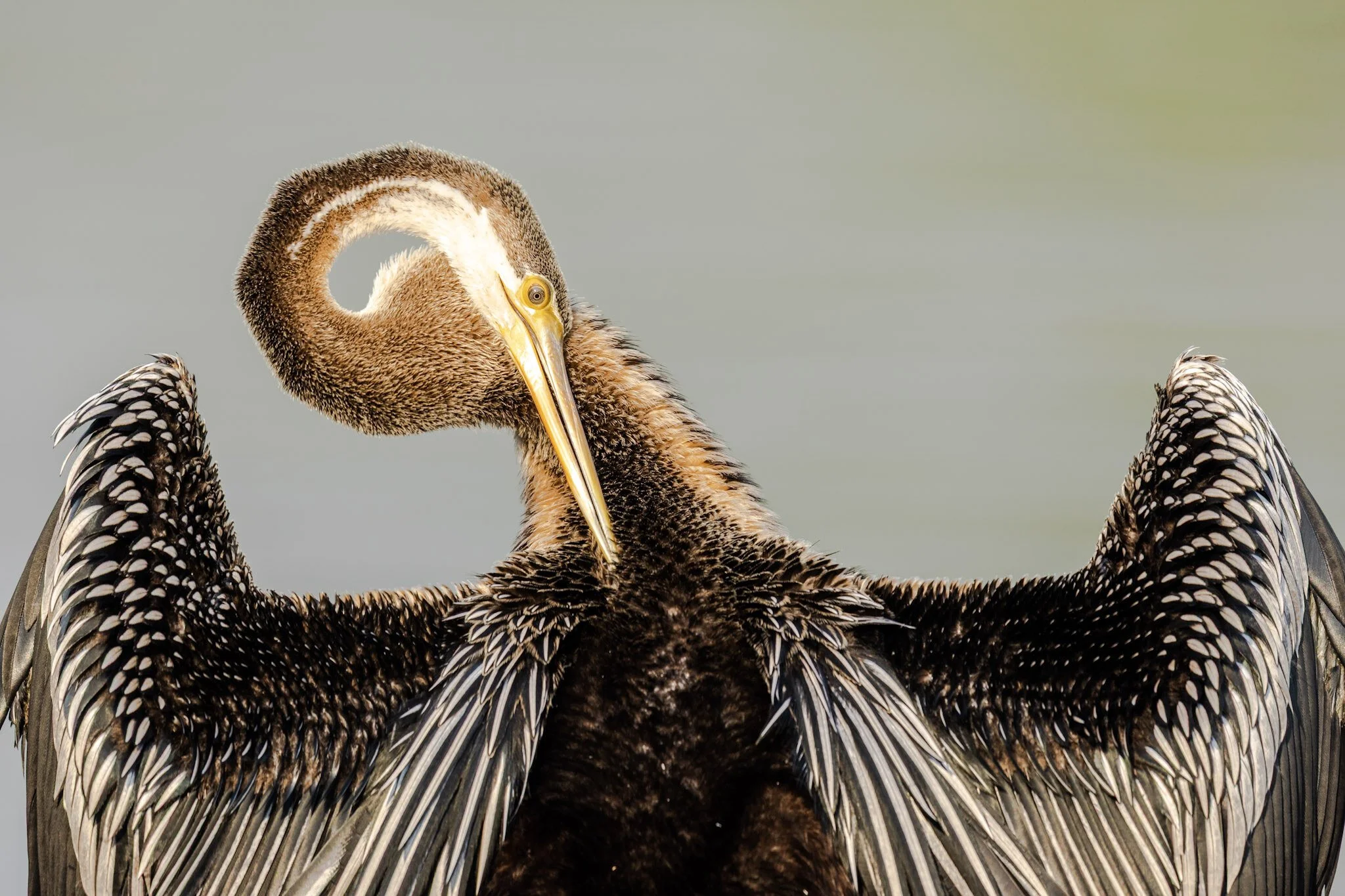Darter preening