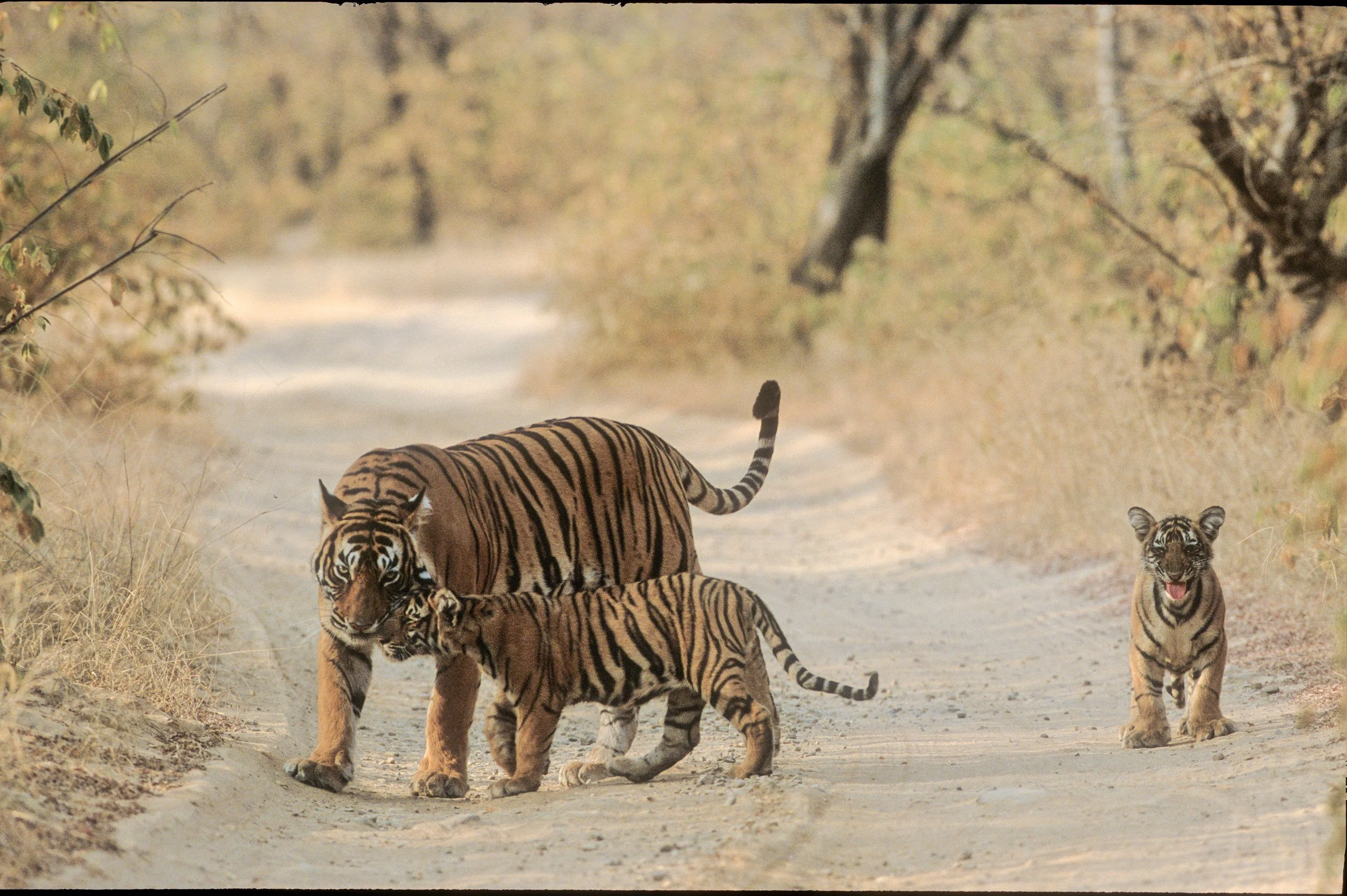 Machli leading the two cubs down the forest track · 2000