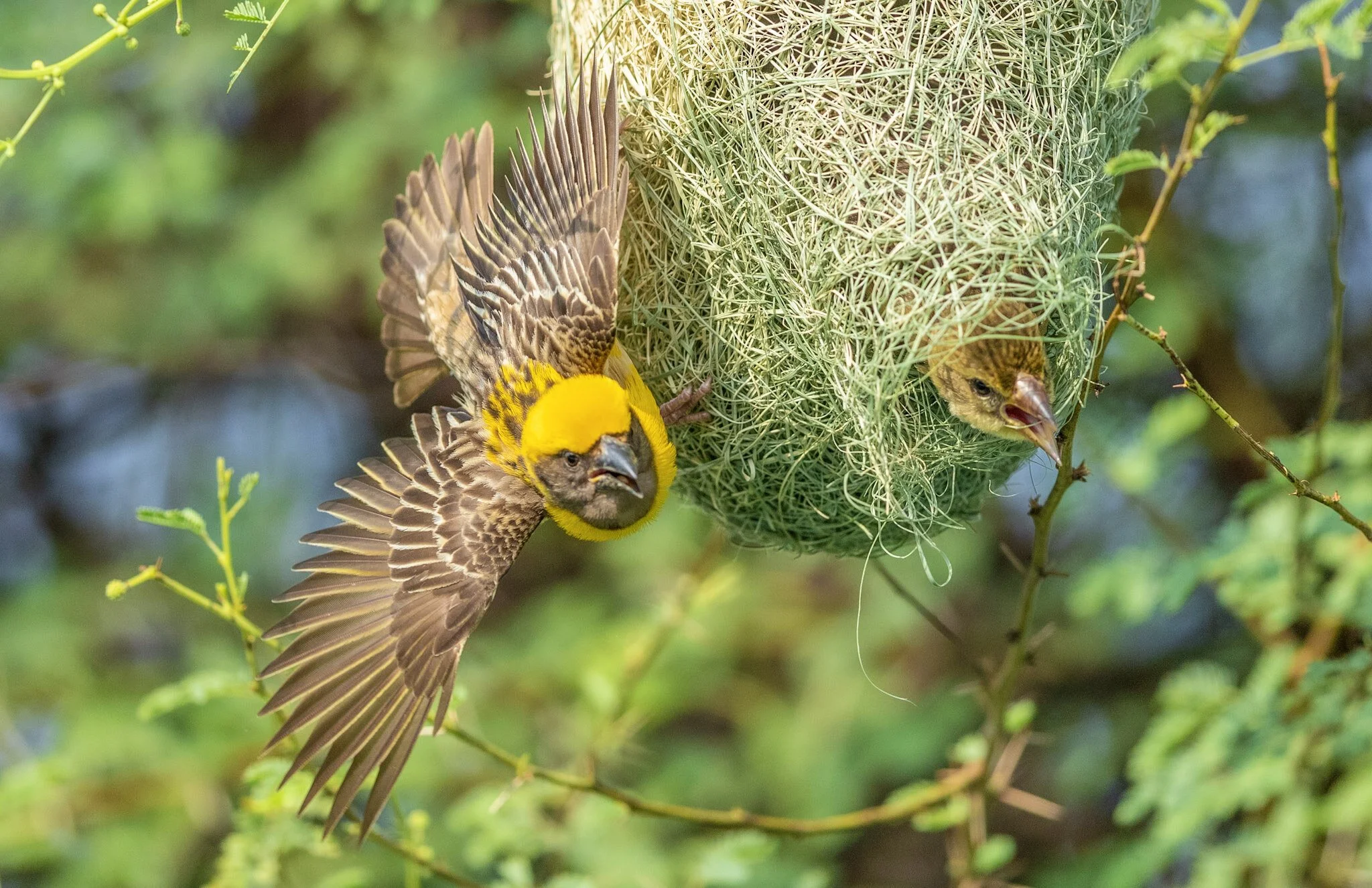Baya weaver at the nest