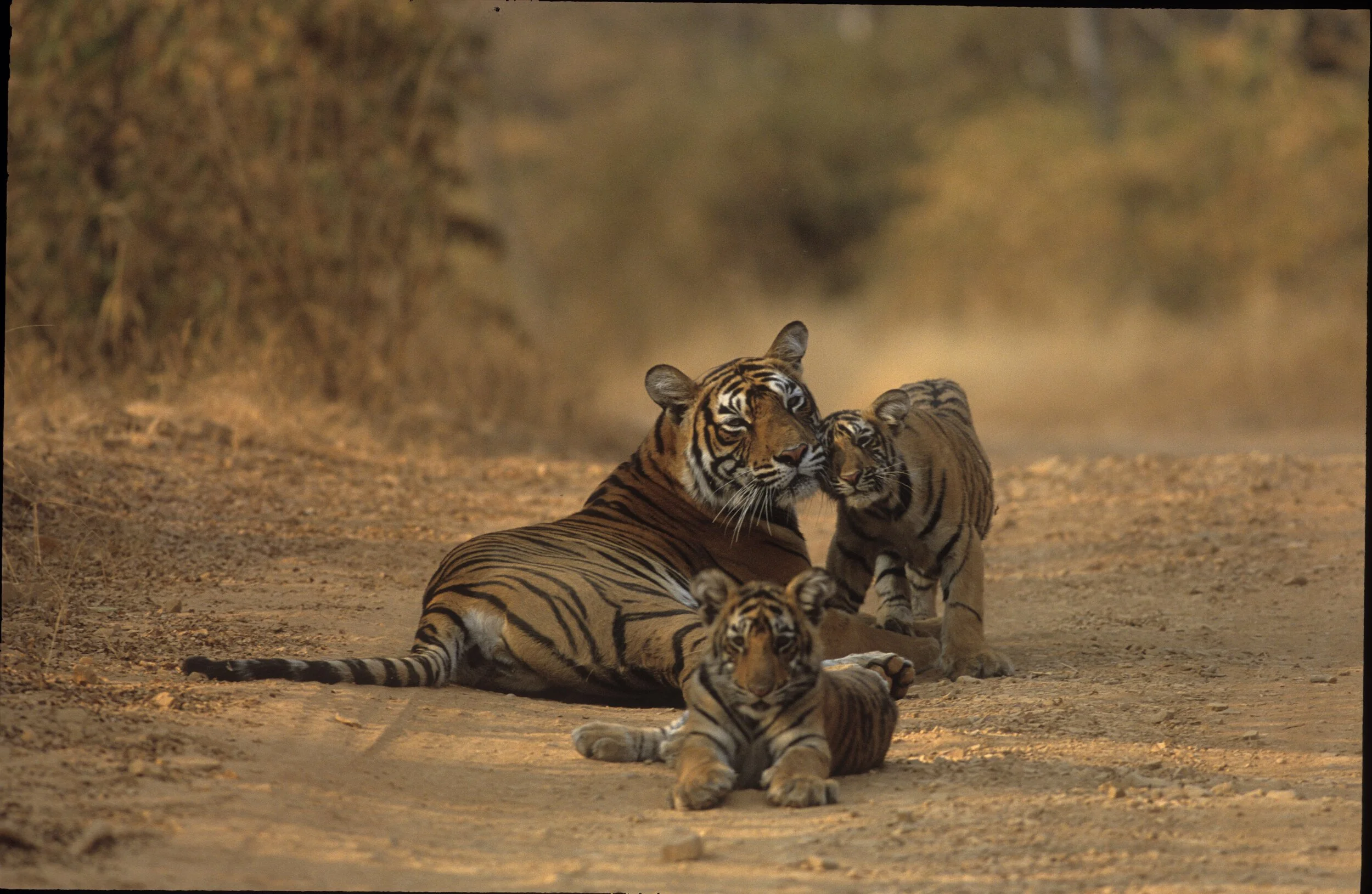 Machli with her first litter on the track near Rajbagh · 2000