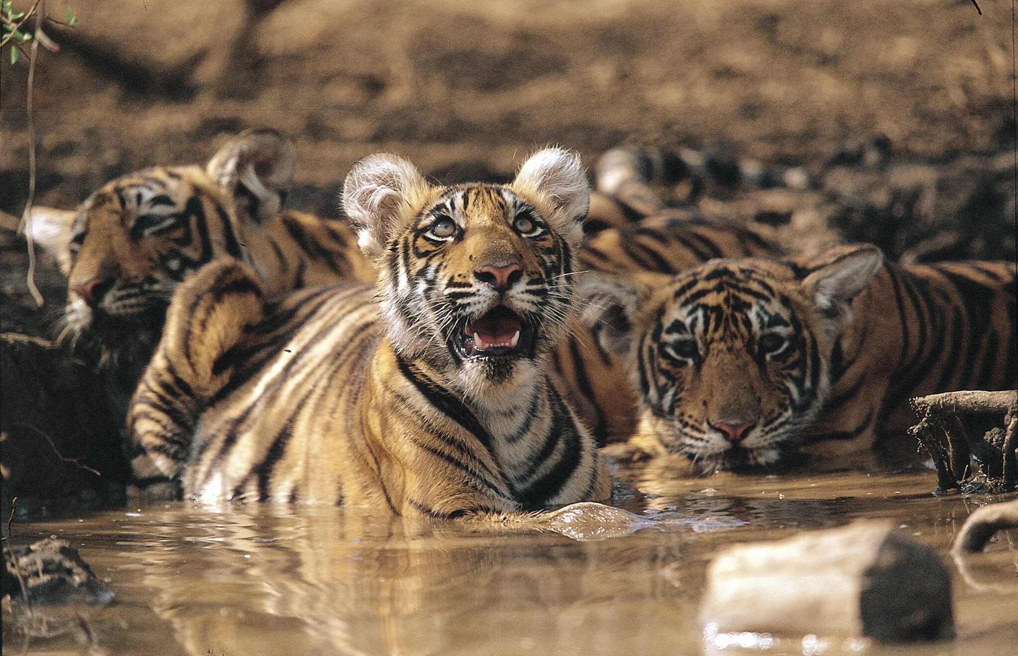 Tiger family cooling off
