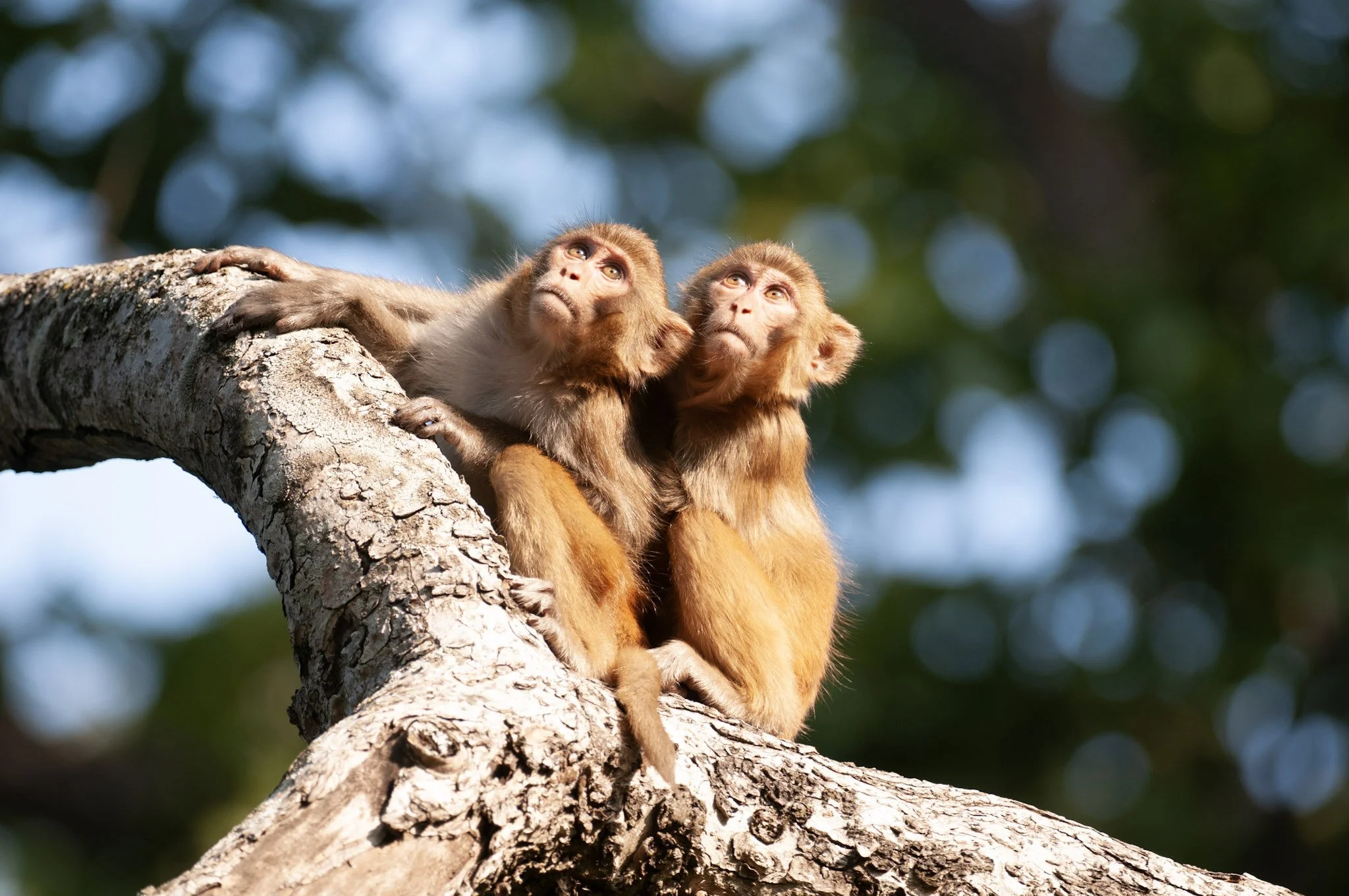 Rhesus macaques