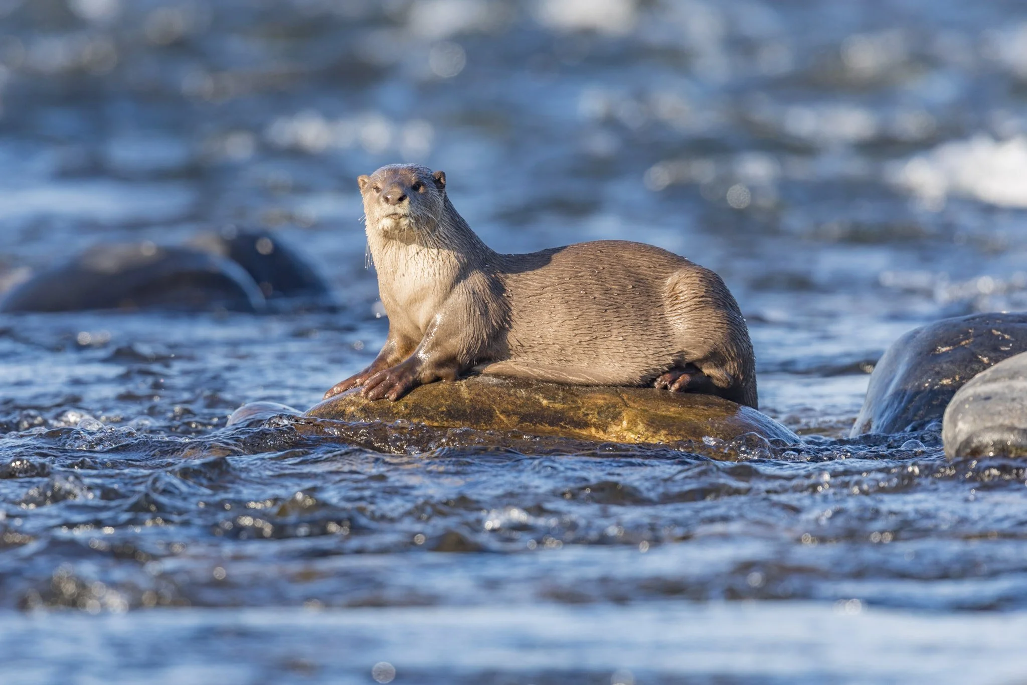 Otter with a catch, Corbett