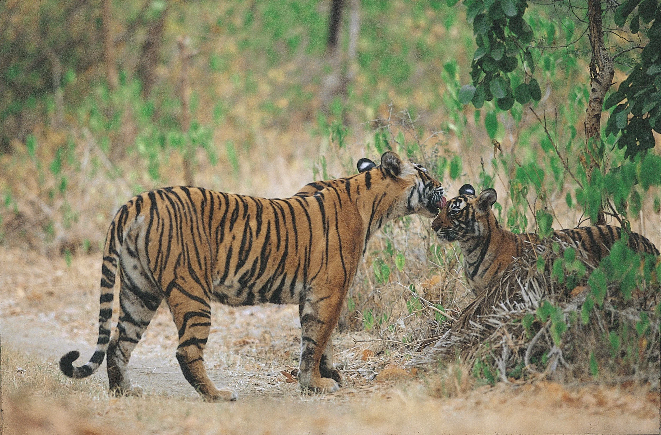 Machli with one of the second-litter cubs in the monsoon green · 2003