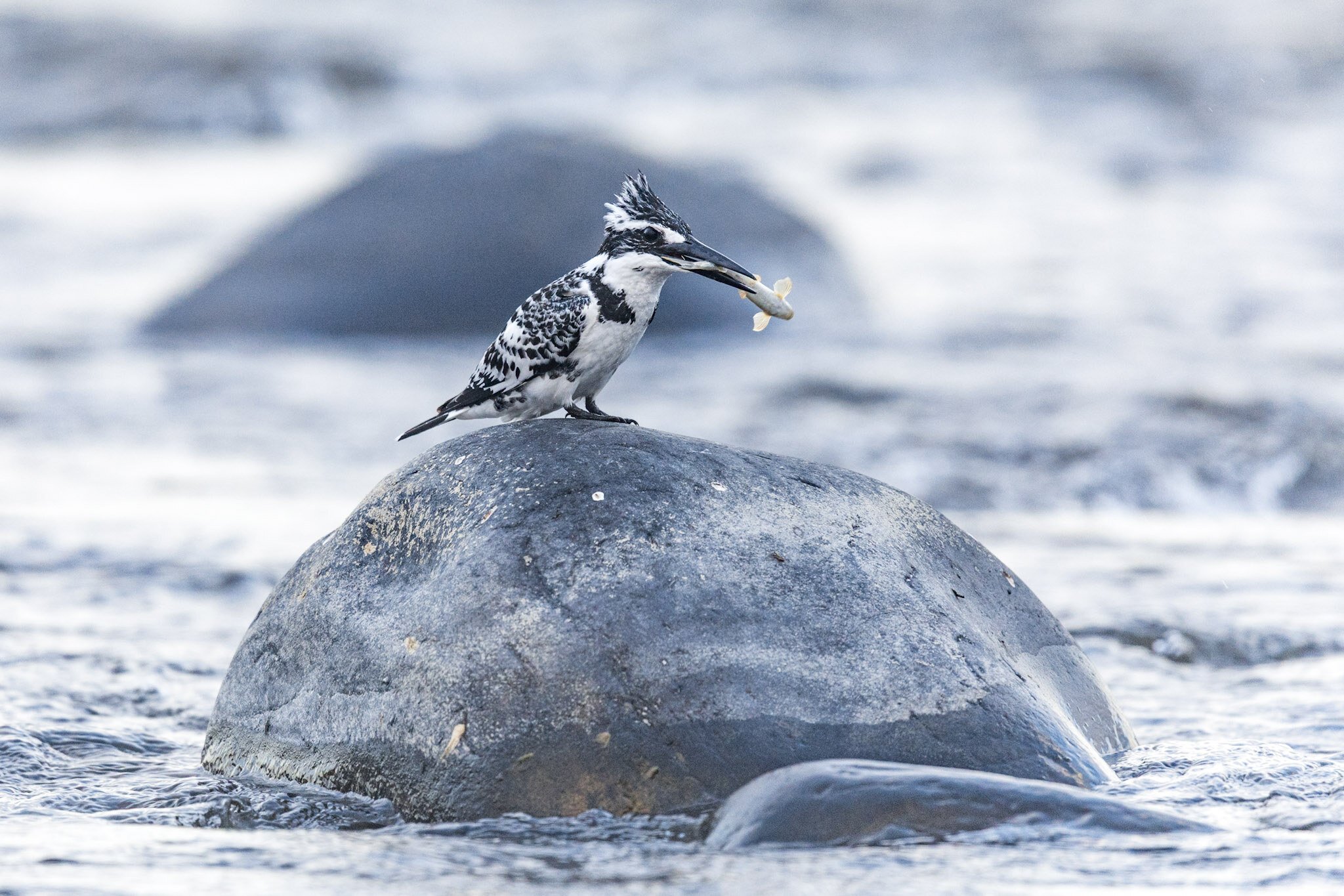 Pied kingfisher with catch