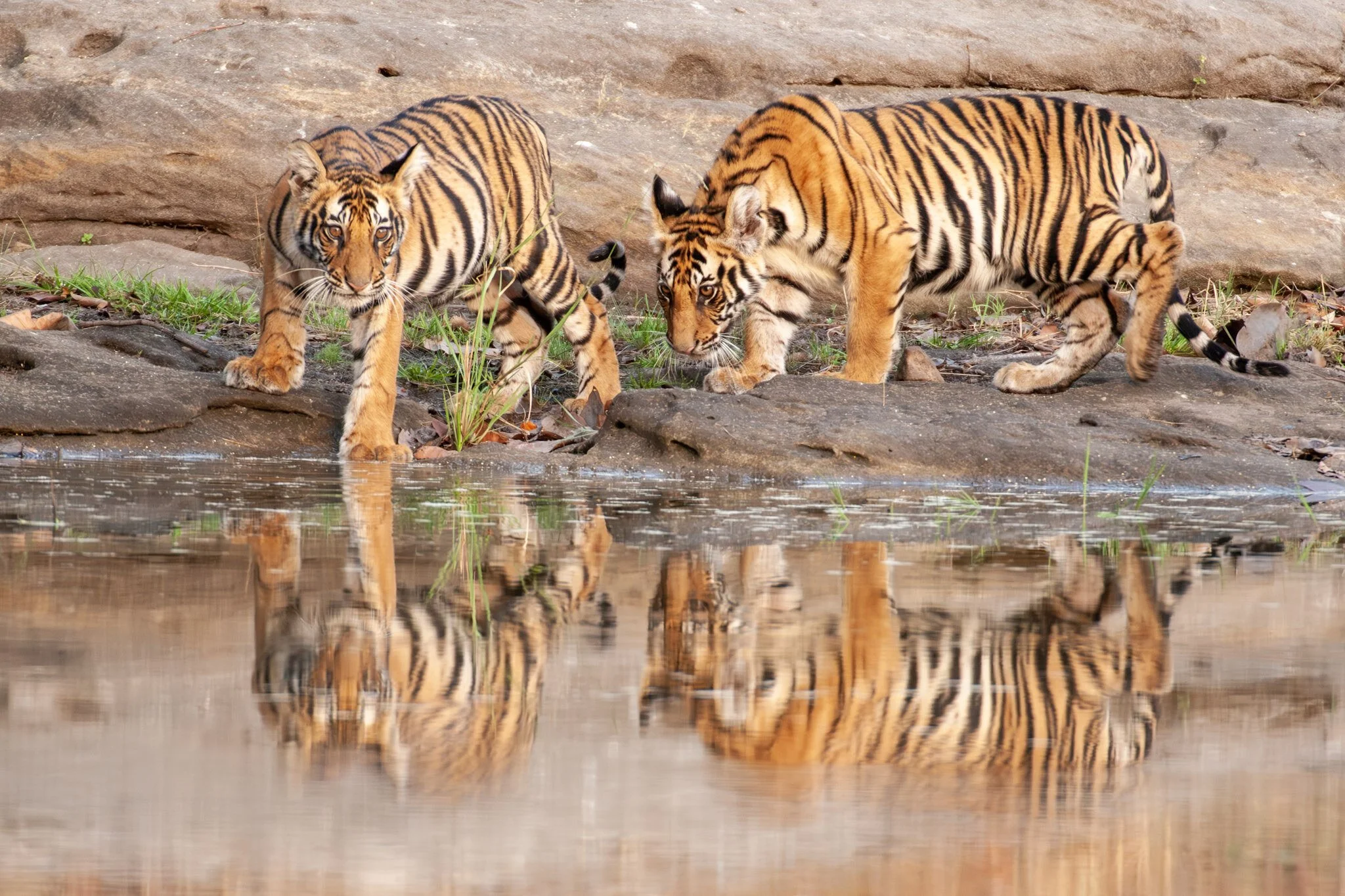 Tigers at the pool, 2010