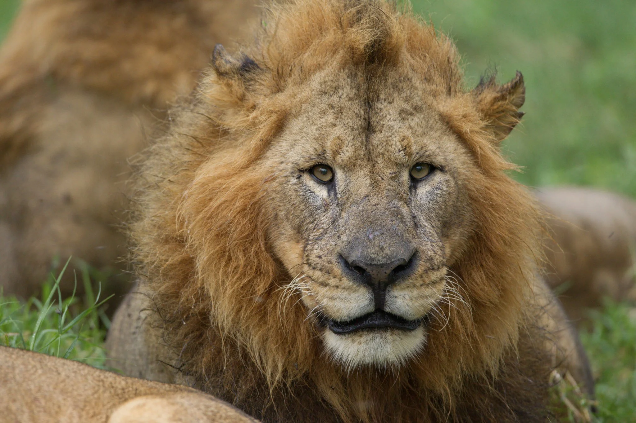 Lion, Masai Mara, 2011