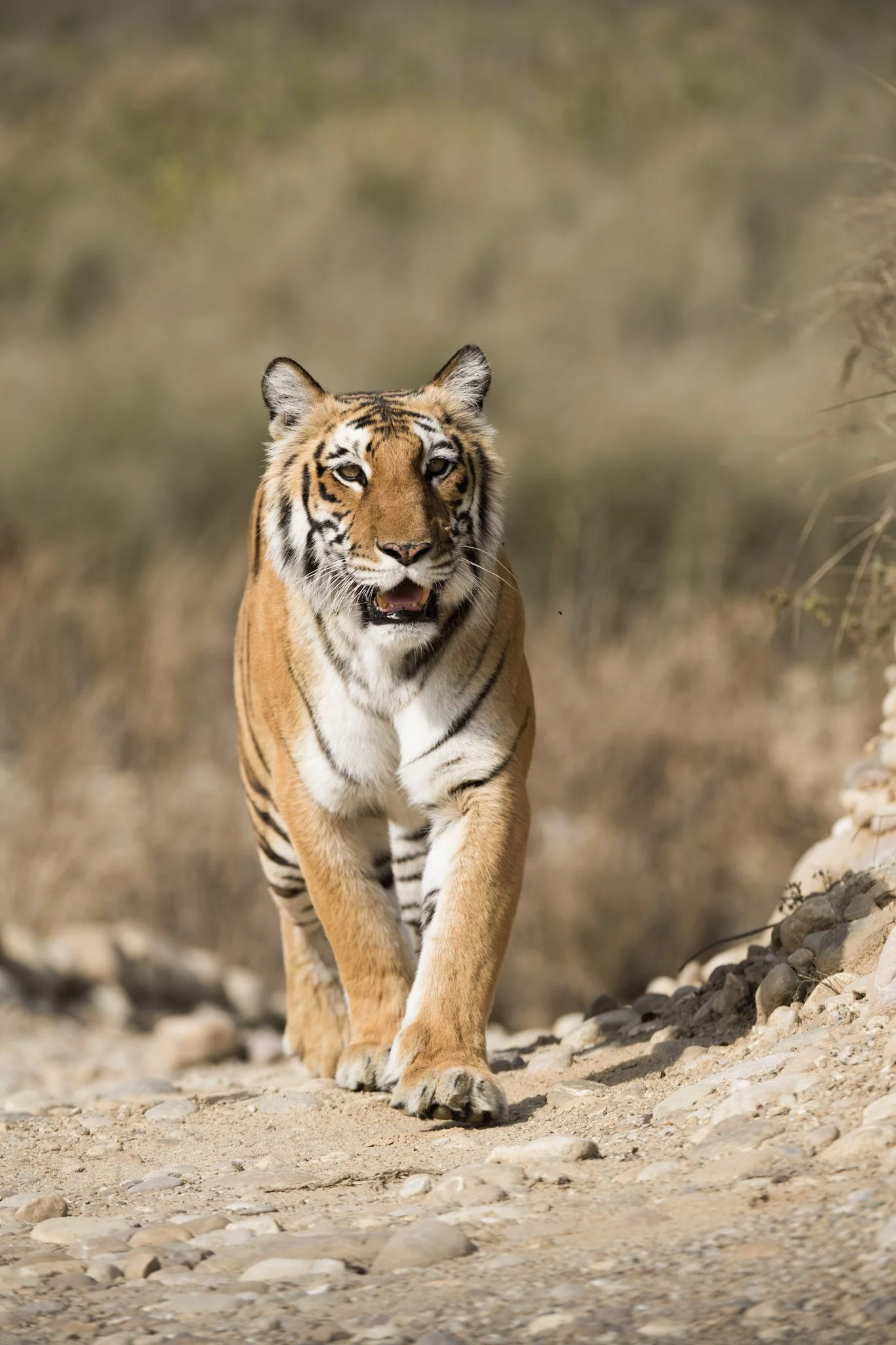 Tiger walking the track, Corbett, 2015