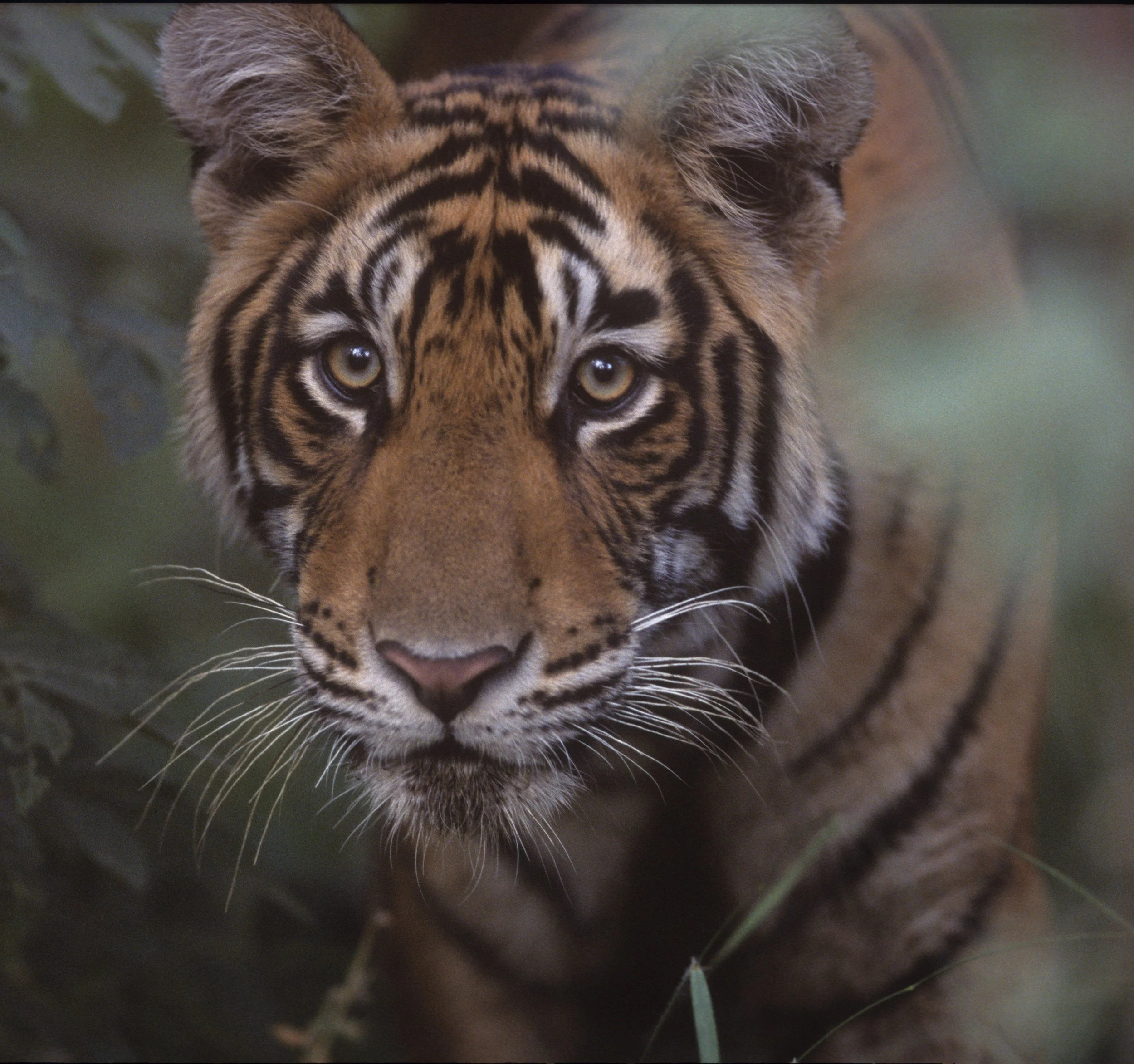 Portrait in the undergrowth · 2005