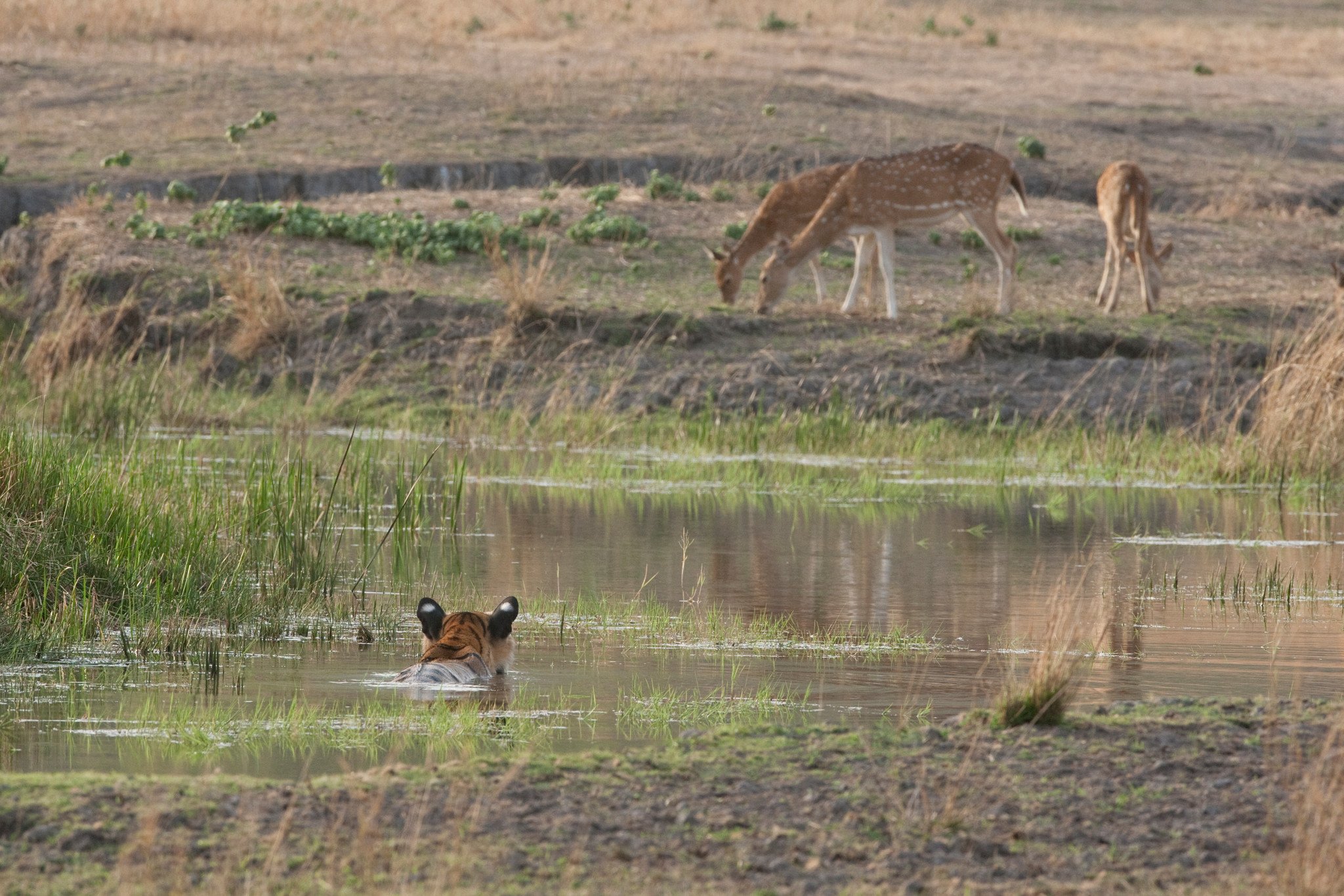 The Waiting Game: a tiger, a pool and a herd of chital