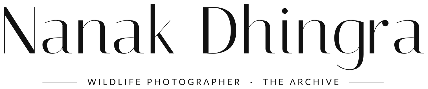 Nanak Dhingra